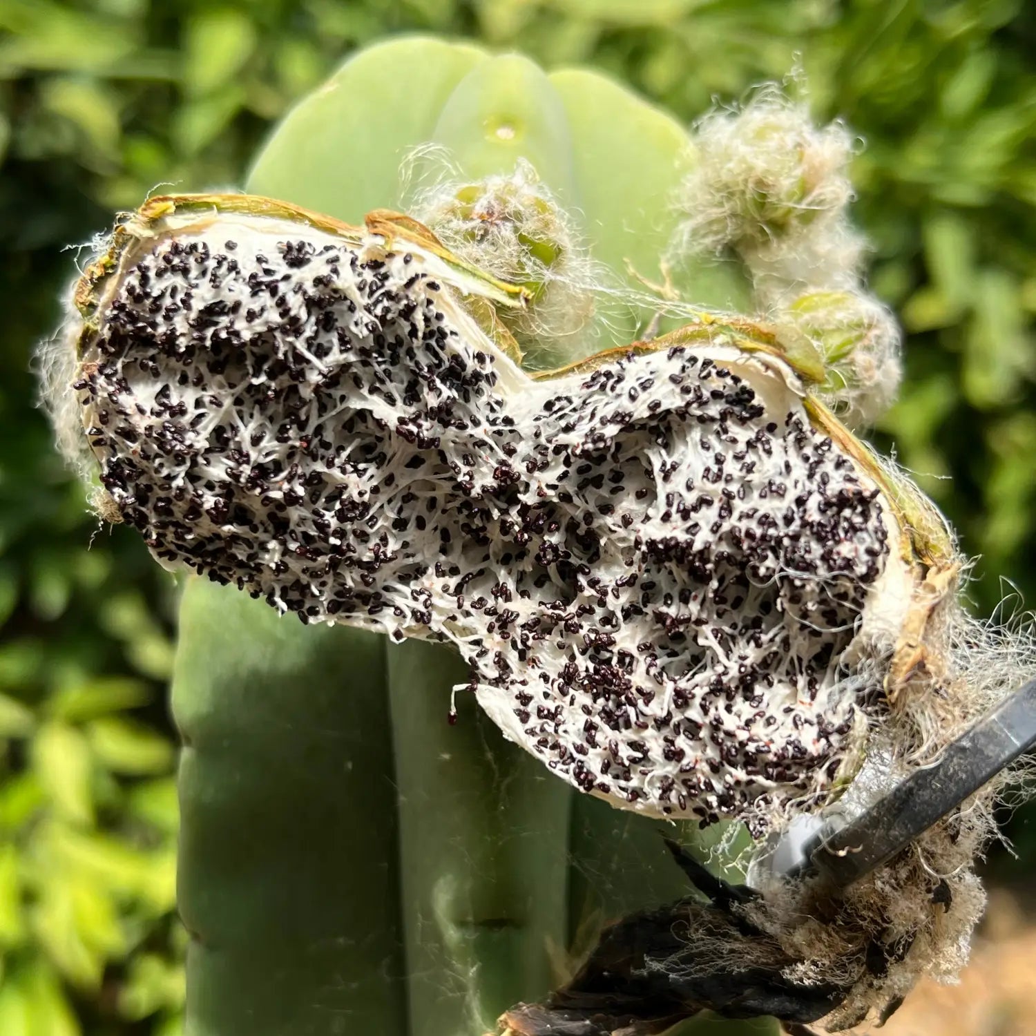 cactus seeds