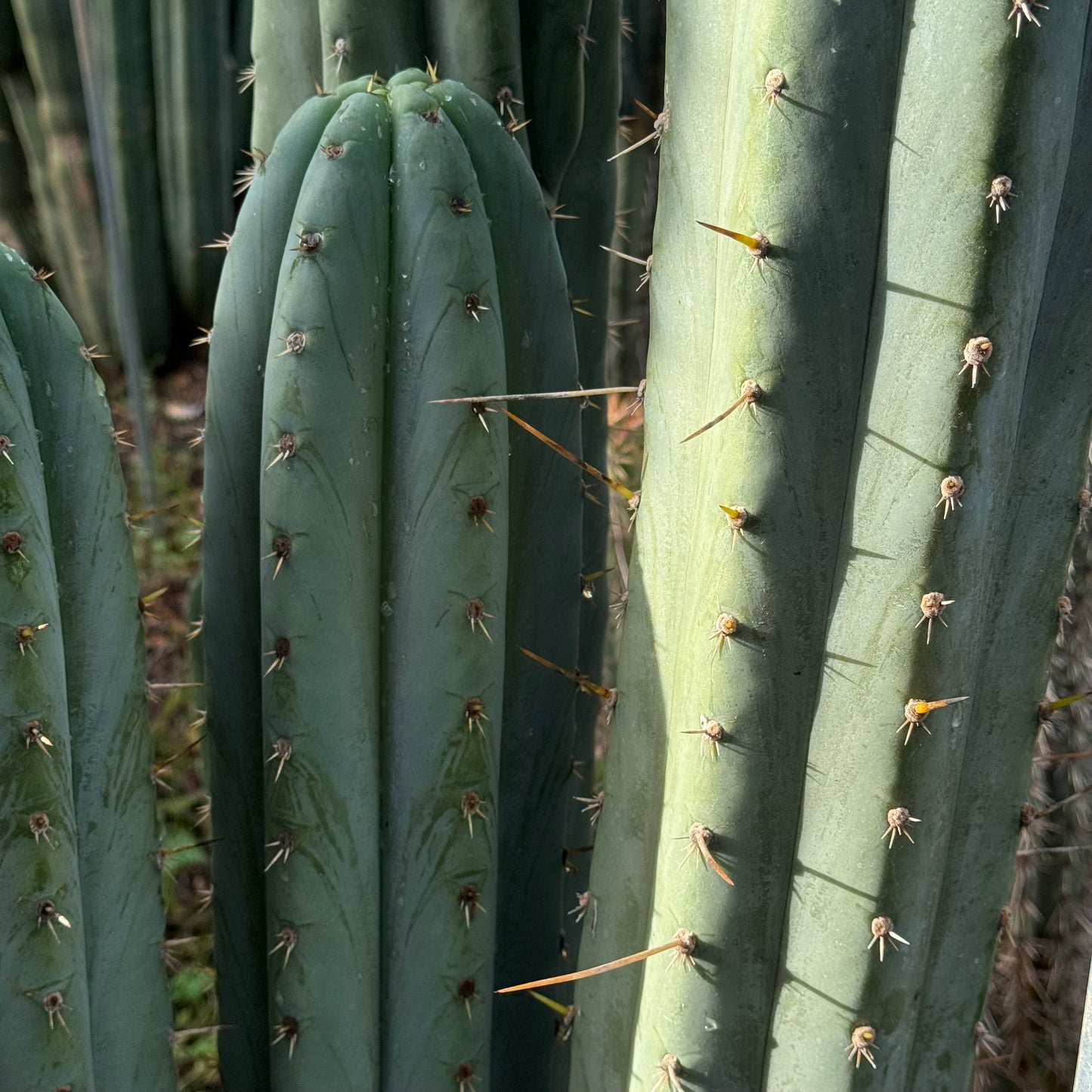 Brian’s Blue Skies JS444