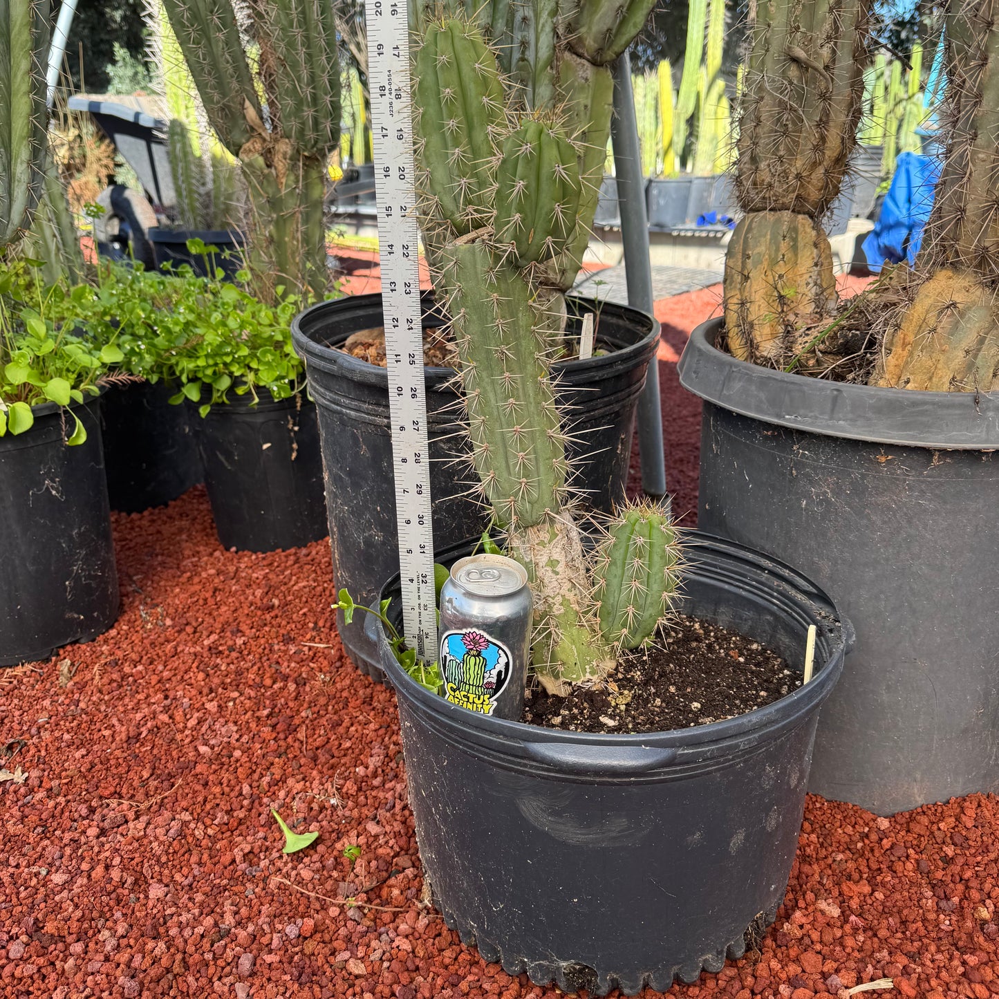 peru v. cuzco ‘Middleton’