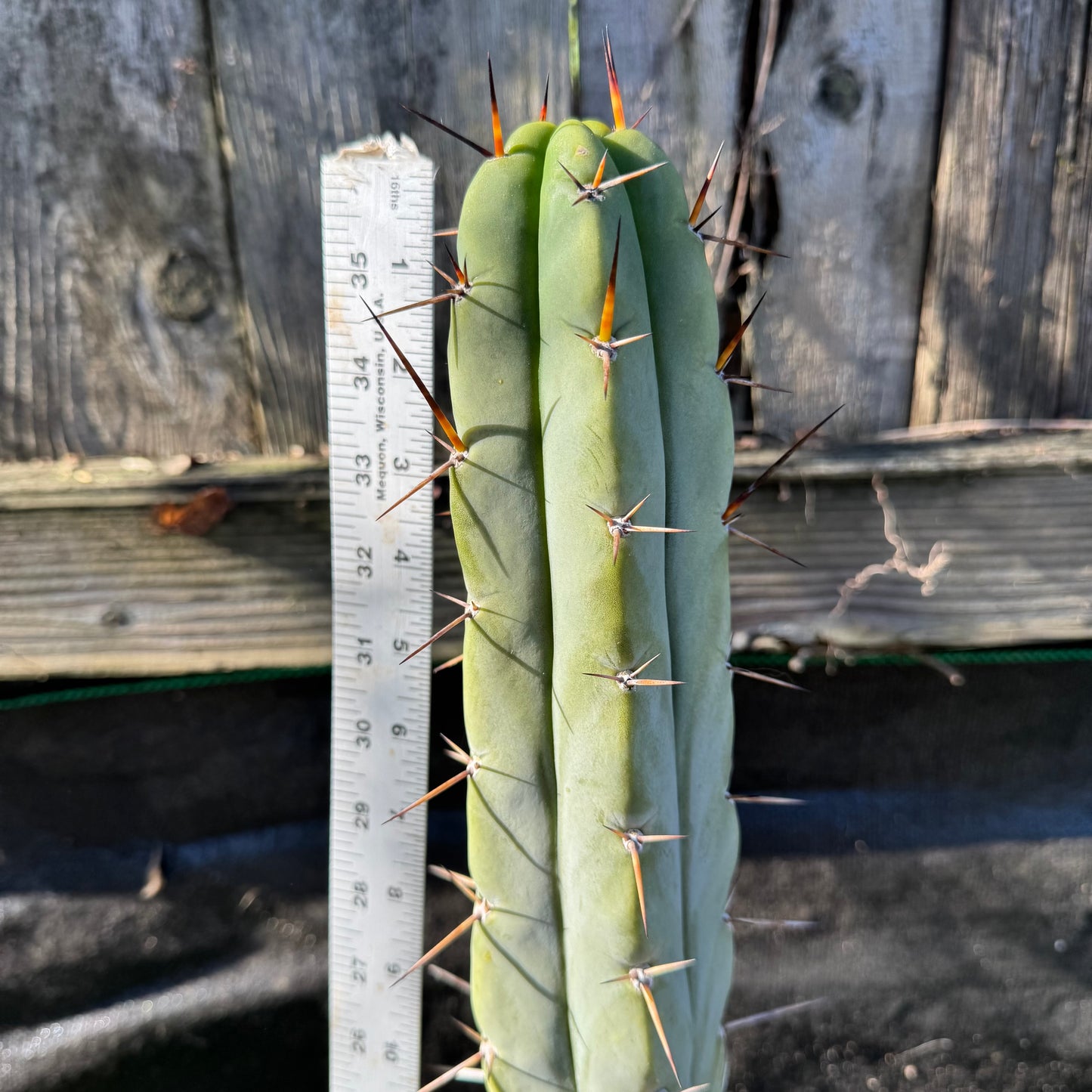 MM x Bertha - local pickup