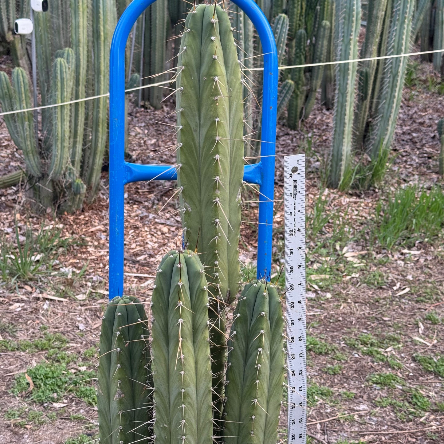 Vernes 2006 KK seeds- local pickup