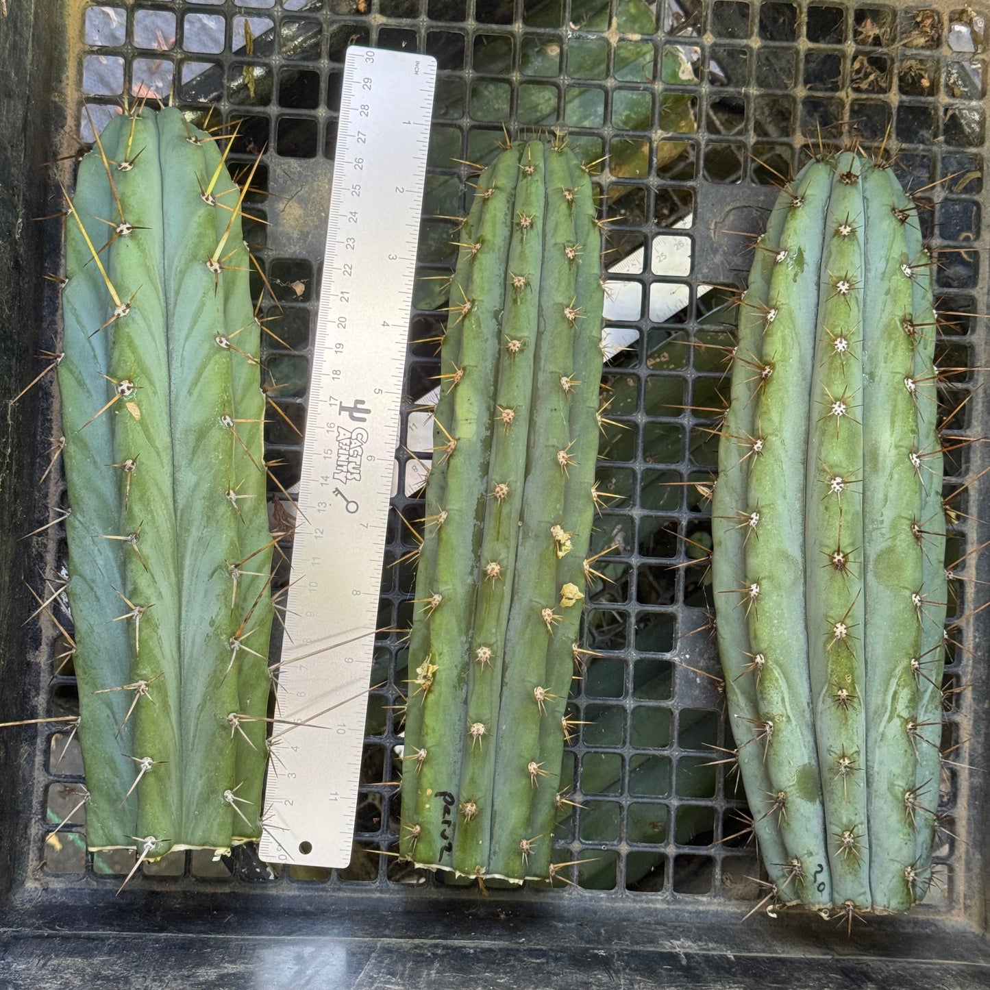 big box of cactuses - free shipping