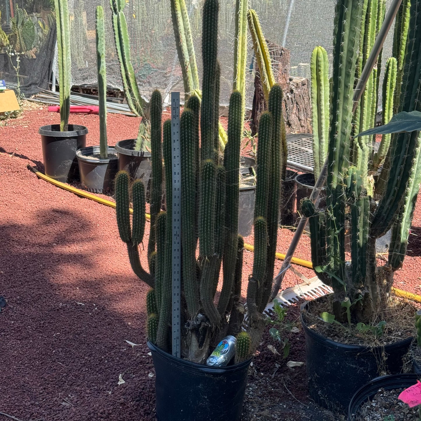 spachianus - local pickup