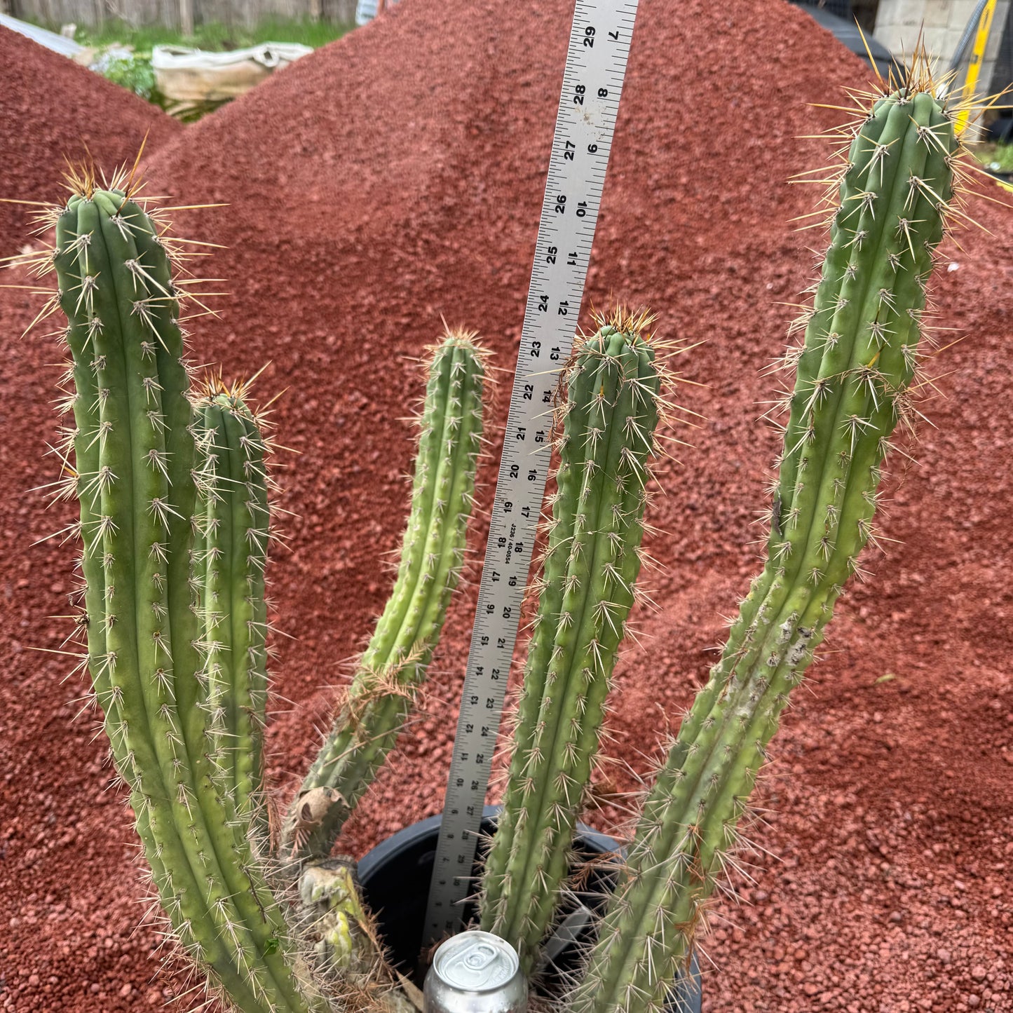 Kimura’s Spiny Giant KSG - local pickup