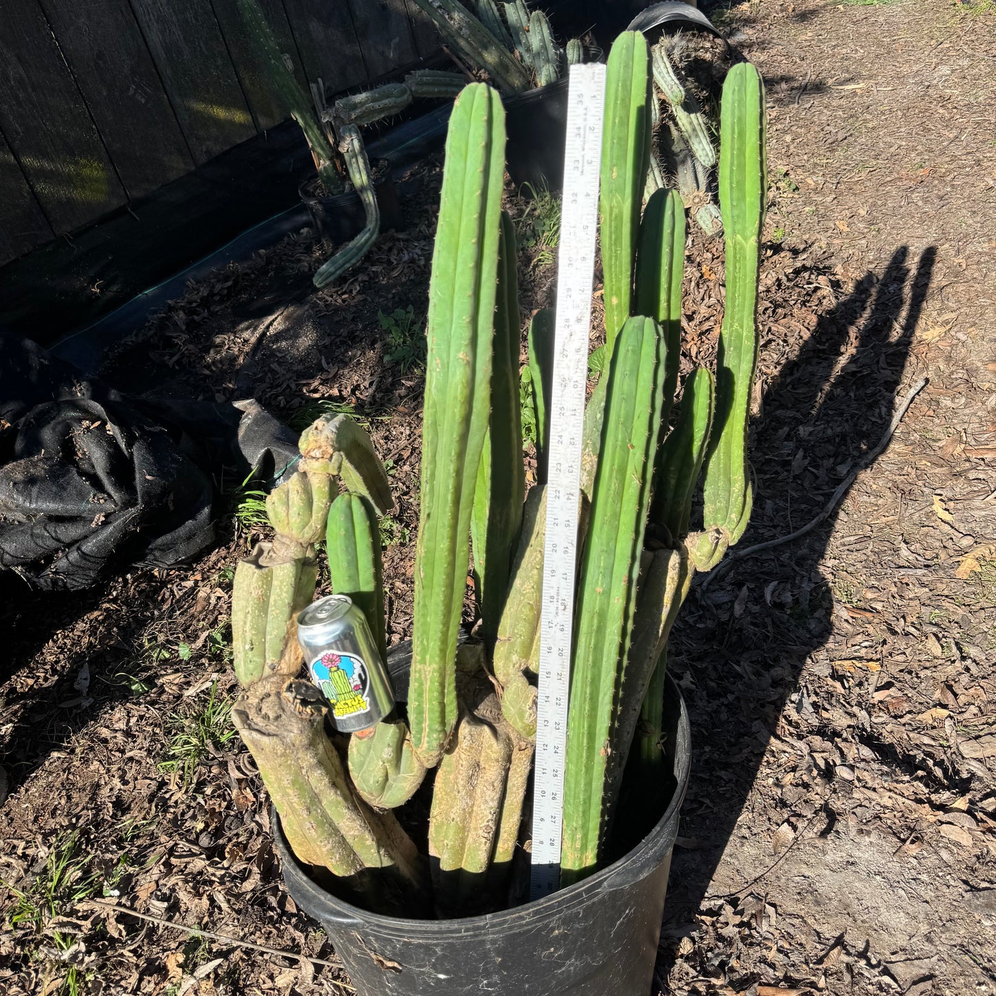 Verne’s J’s Giant - local pickup