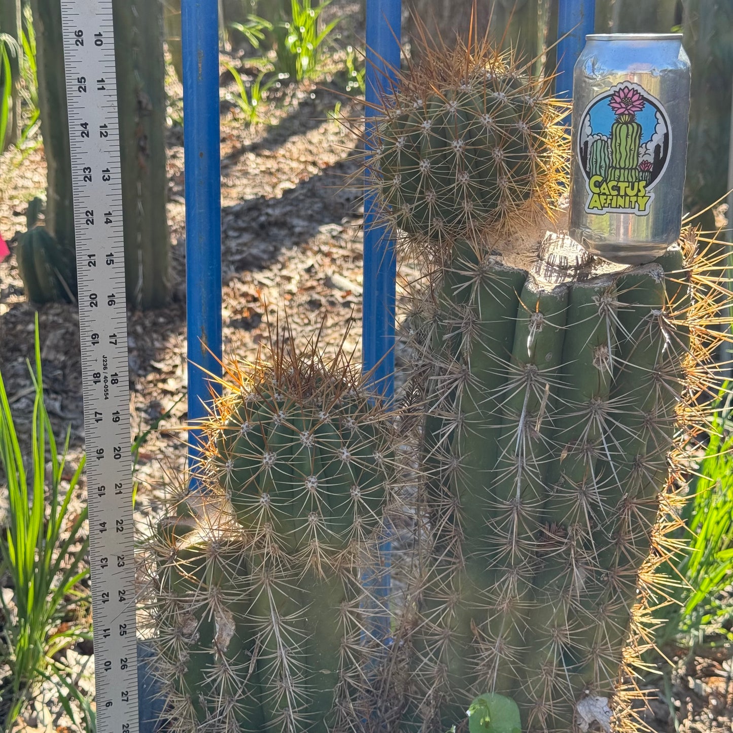 terscheckii x grandiflorus - local pickup