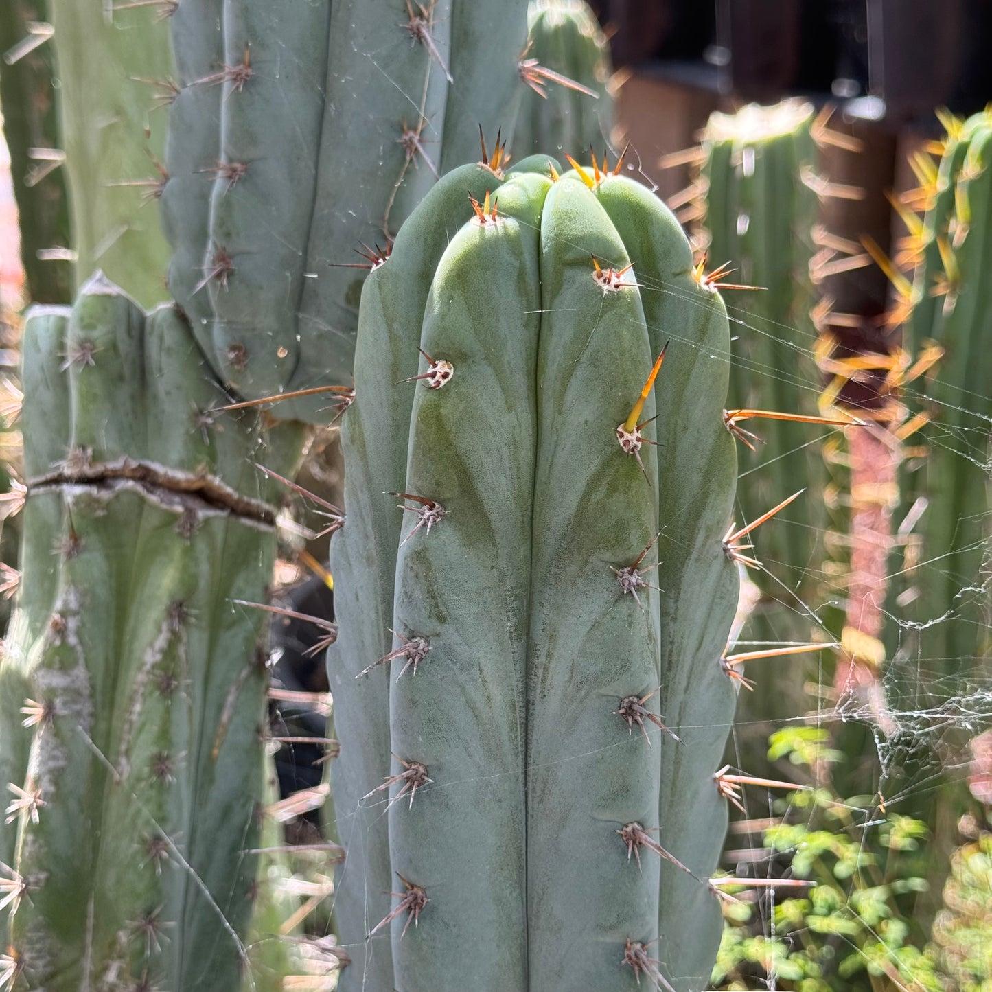 Verne’s Wild Andes #7