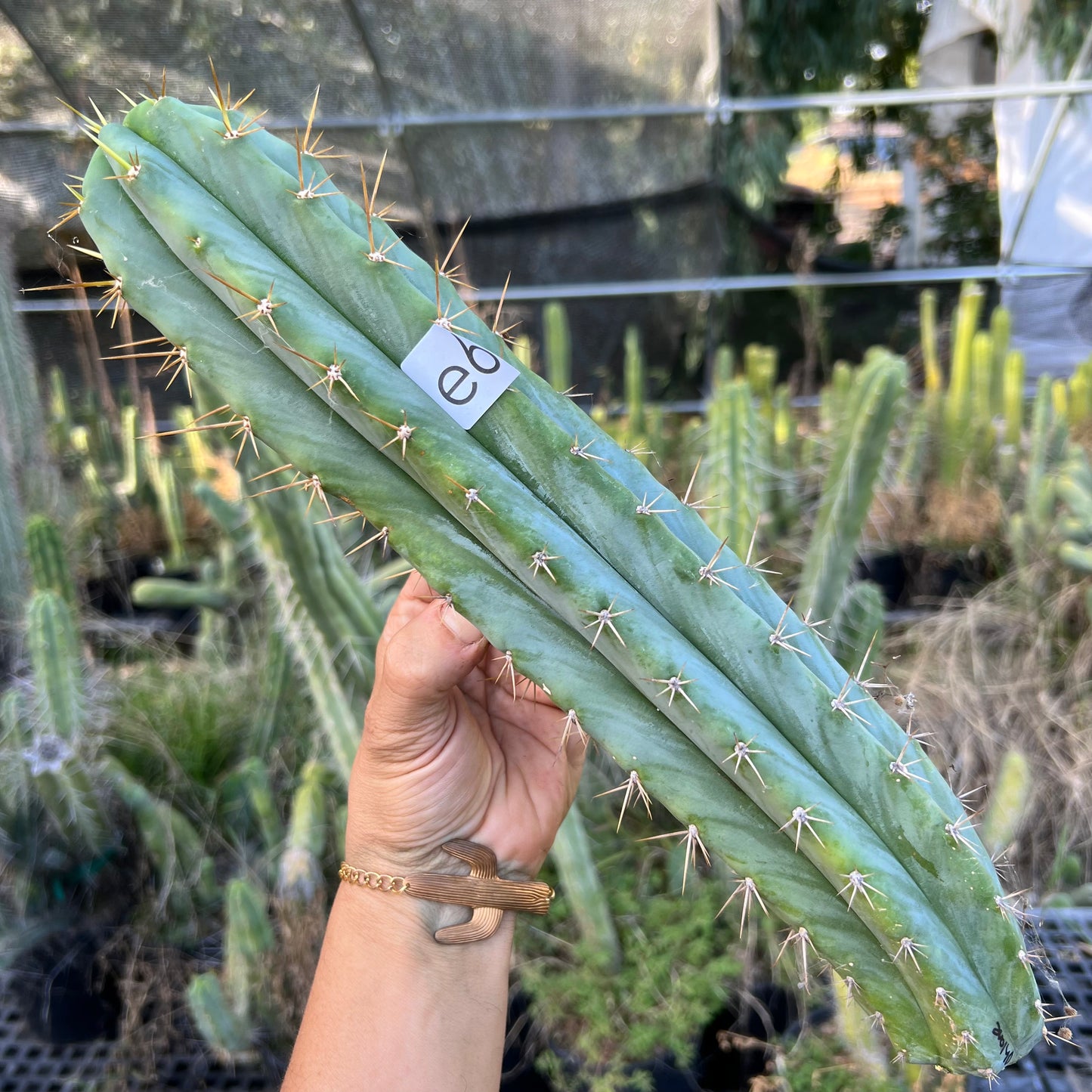 Ohlone - free ship