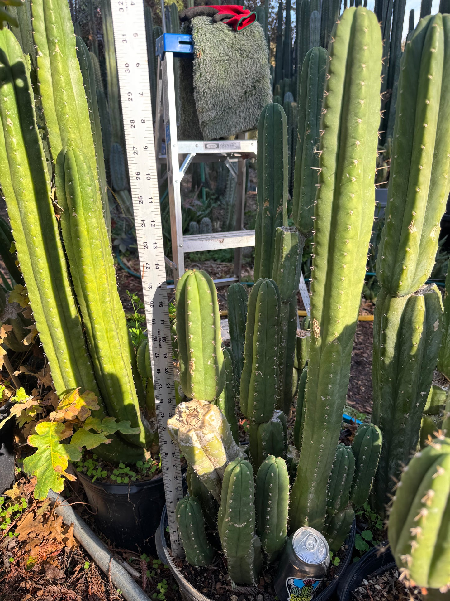 pach cactus plants - local pickup