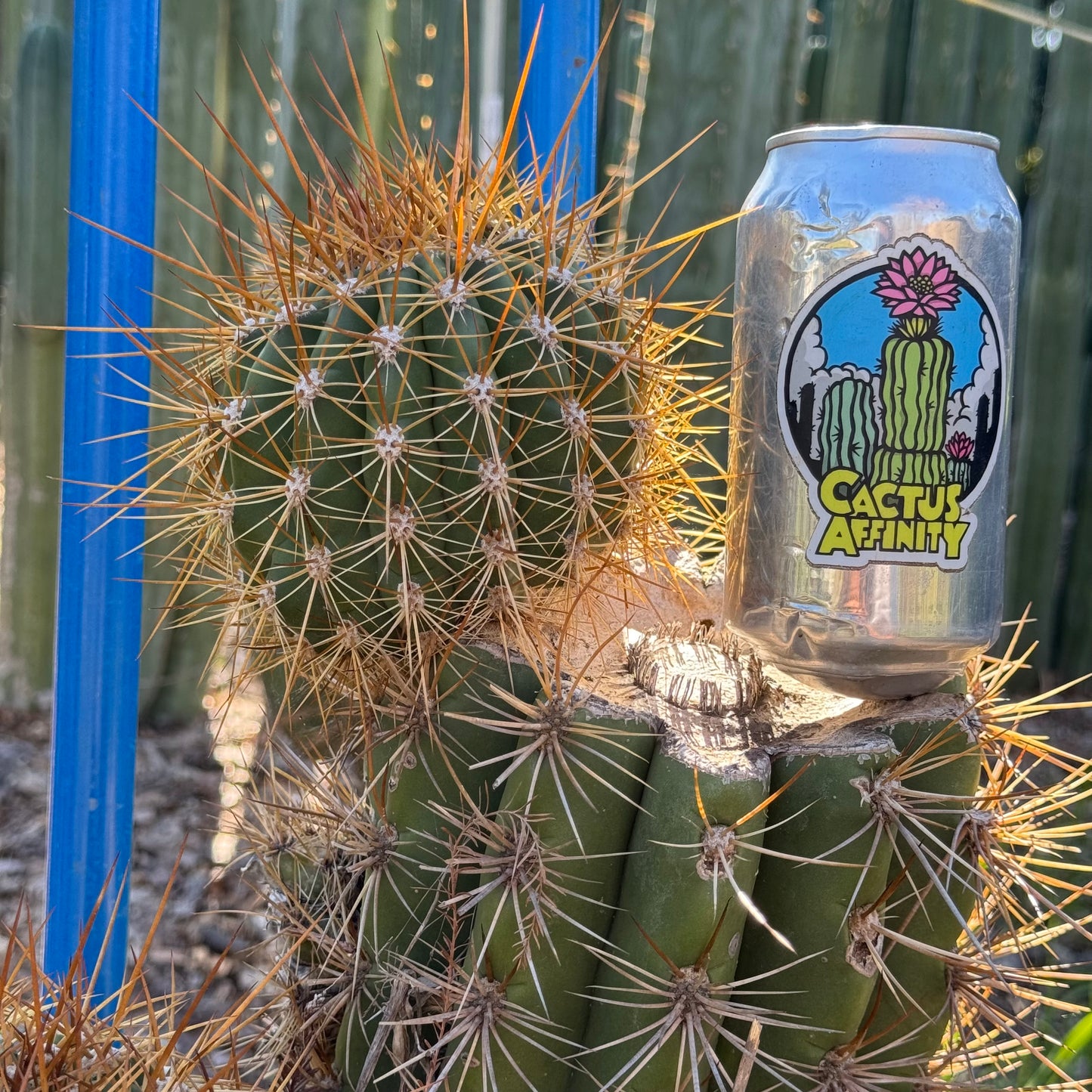 terscheckii x grandiflorus - local pickup