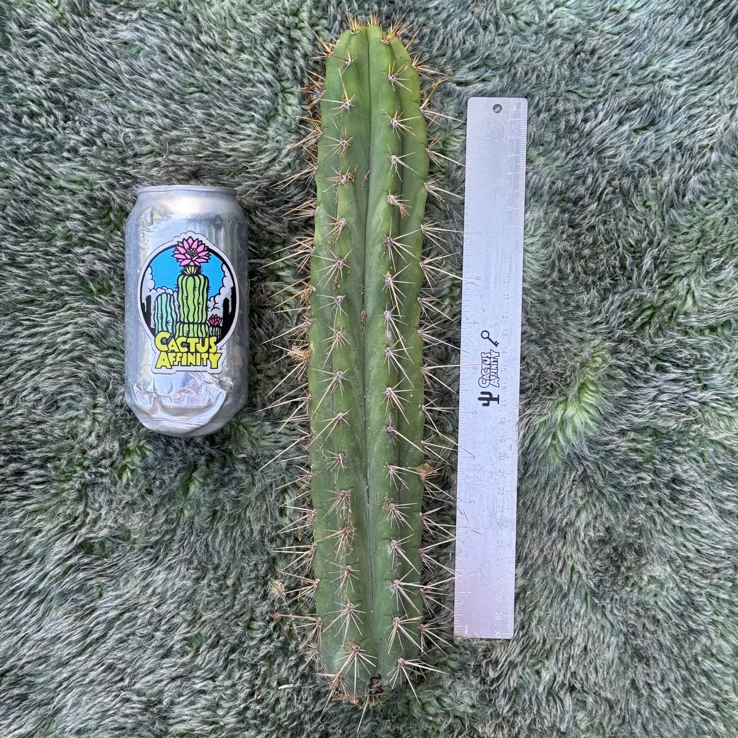 Kimura’s Spiny Giant KSG