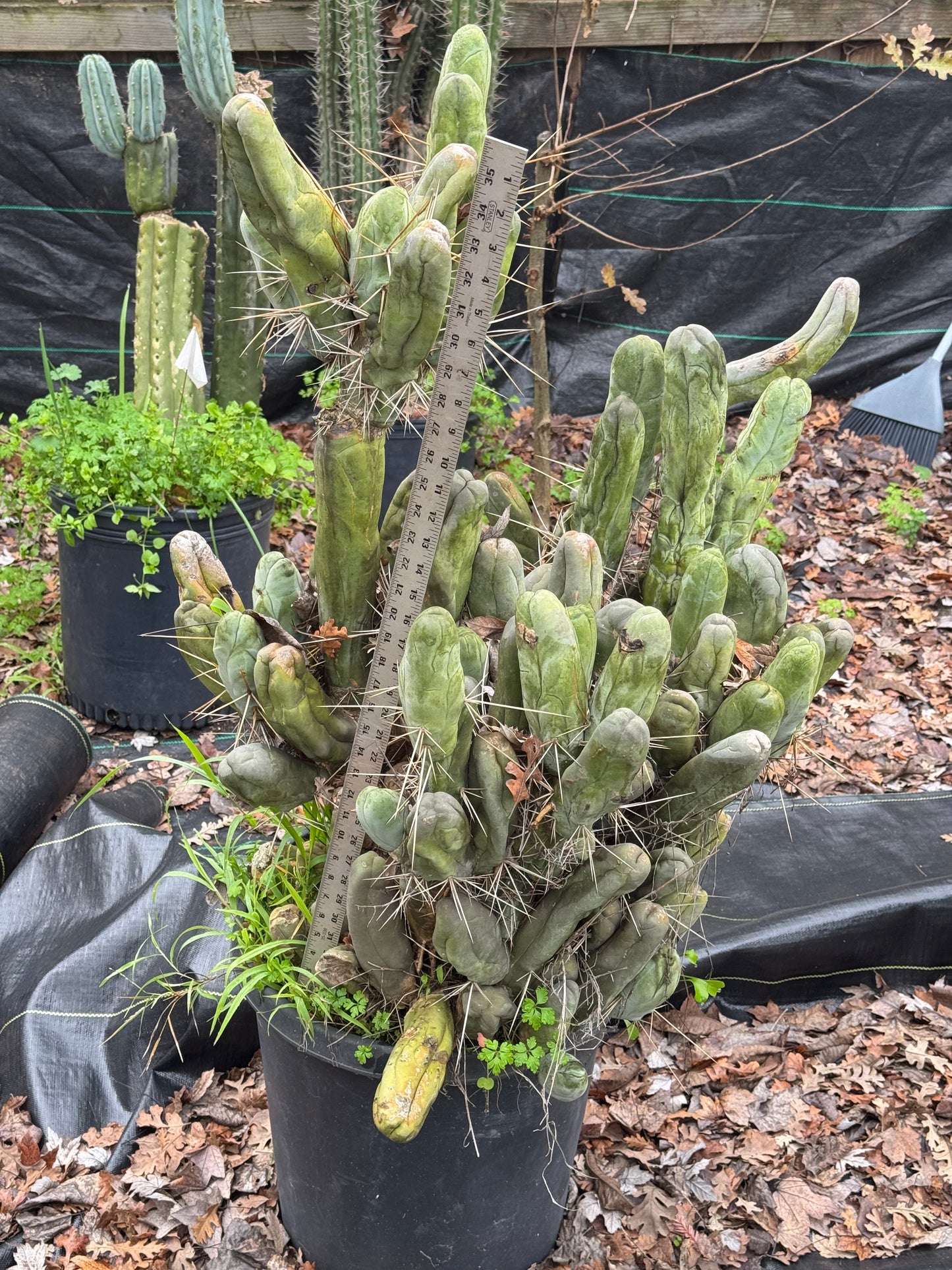 TBM cl. A long form - local pickup