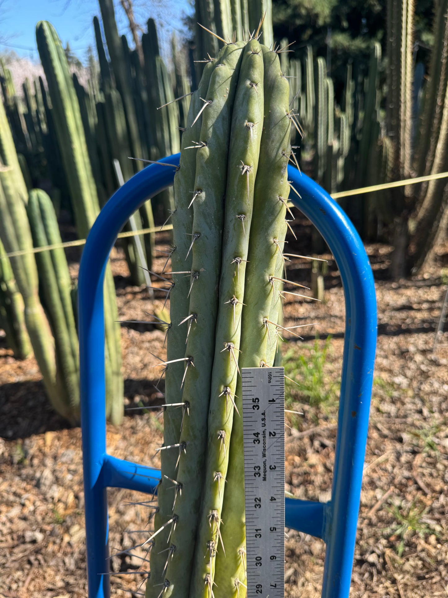 macro cactus plant