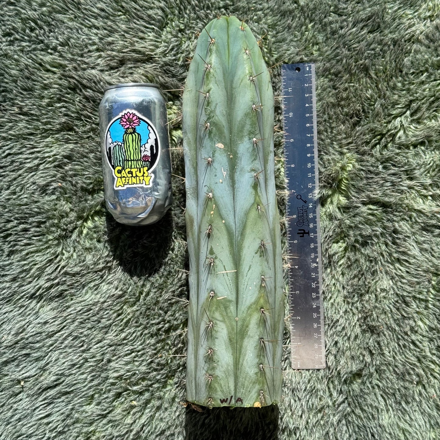 Verne’s Wild Andes aka IcarosDNA - free shipping