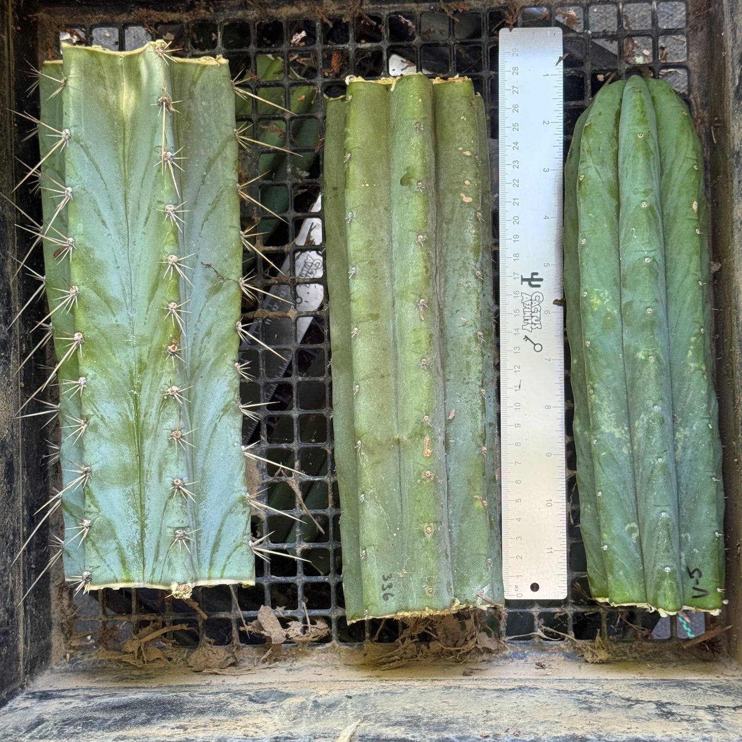 big box of cactuses - free shipping