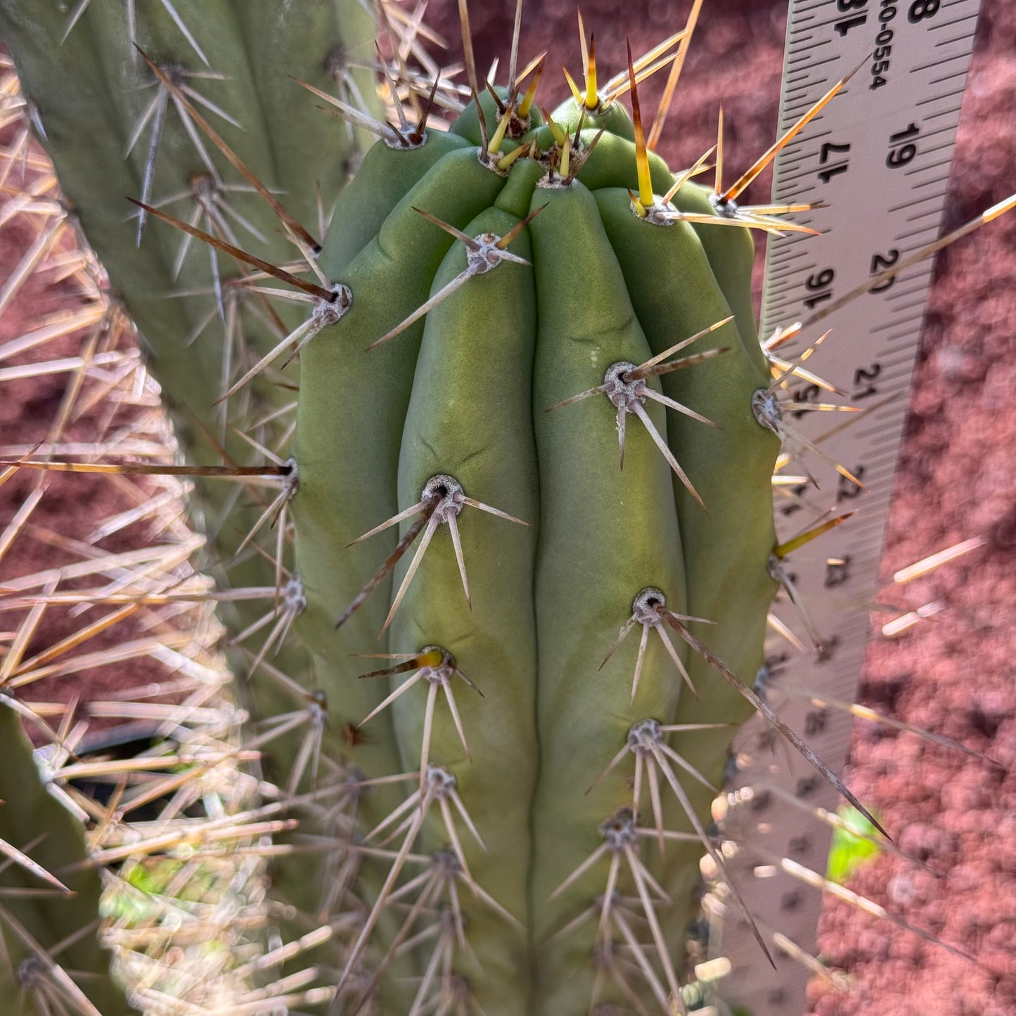 chiloensis x bridge