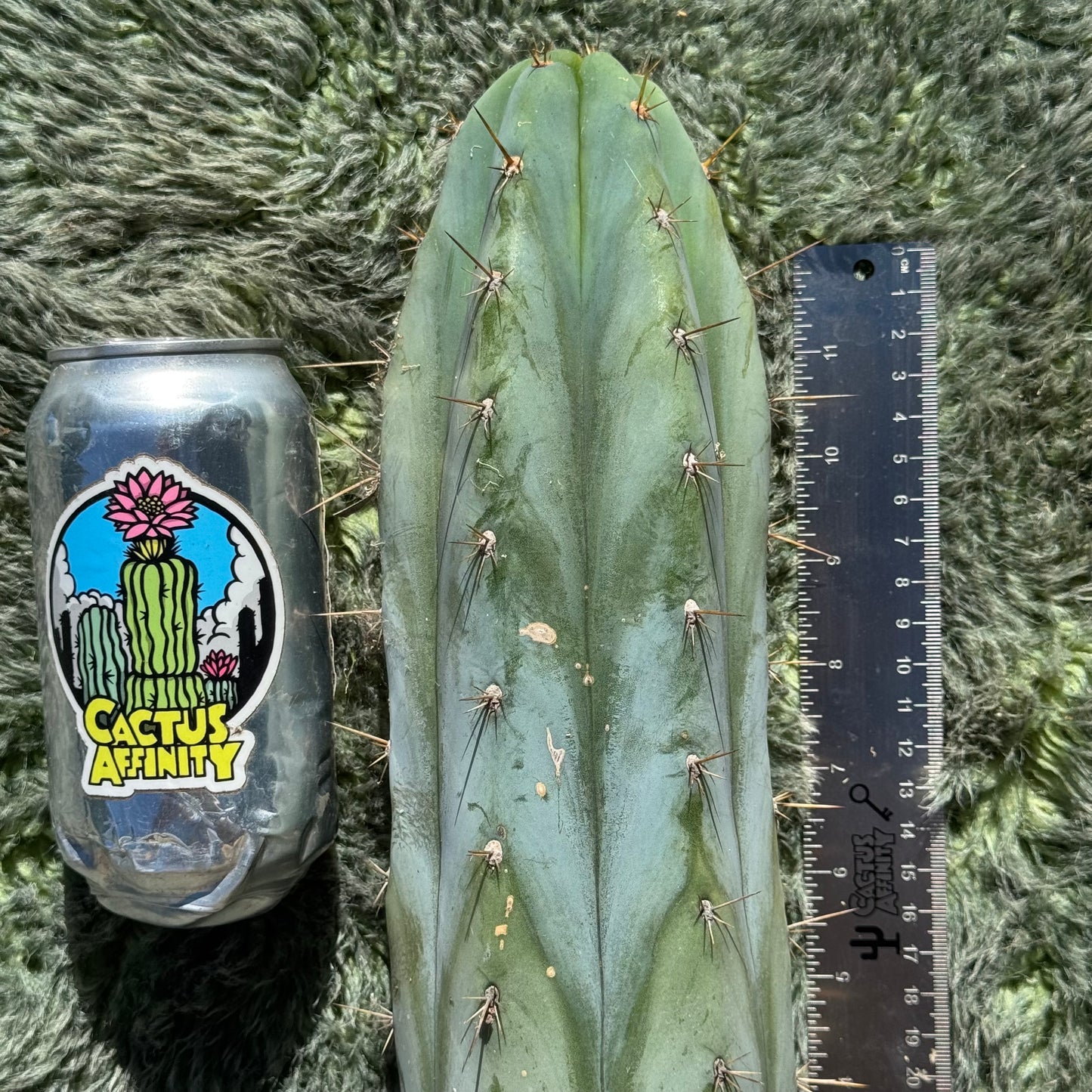 Verne’s Wild Andes aka IcarosDNA - free shipping