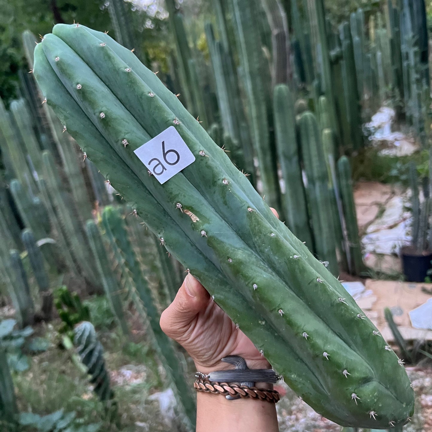 Barbara’s J’s Giant