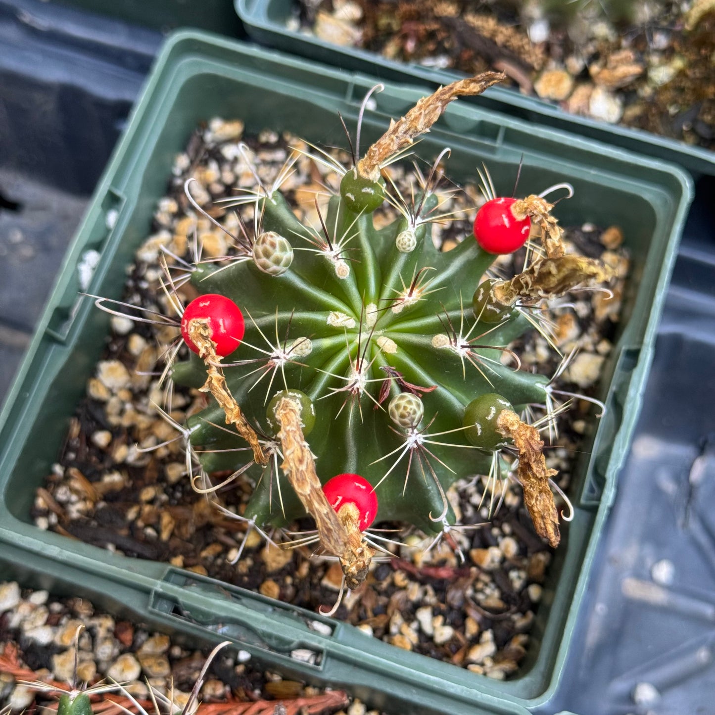 Thelocactus setispinus