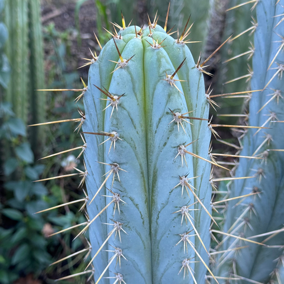 Mesa Garden “pach”