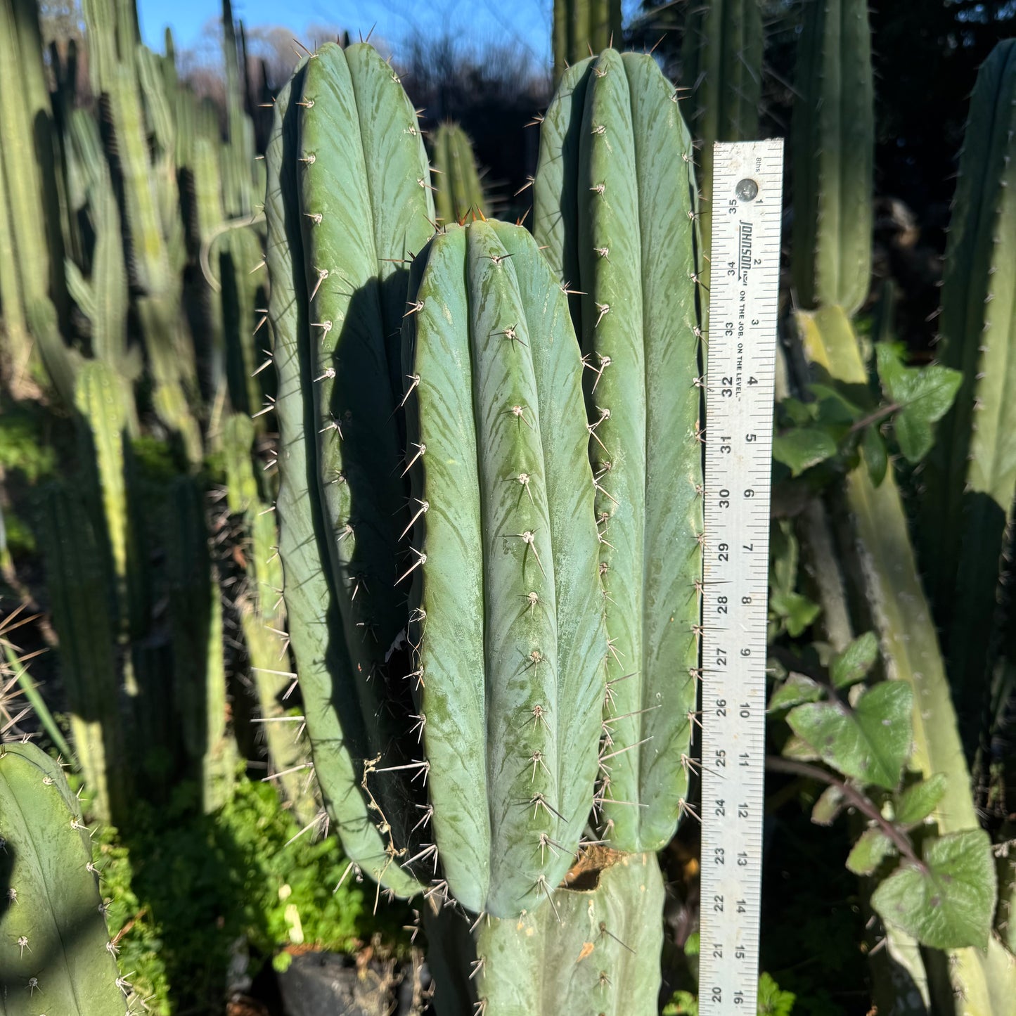 peru x TJG - local pickup