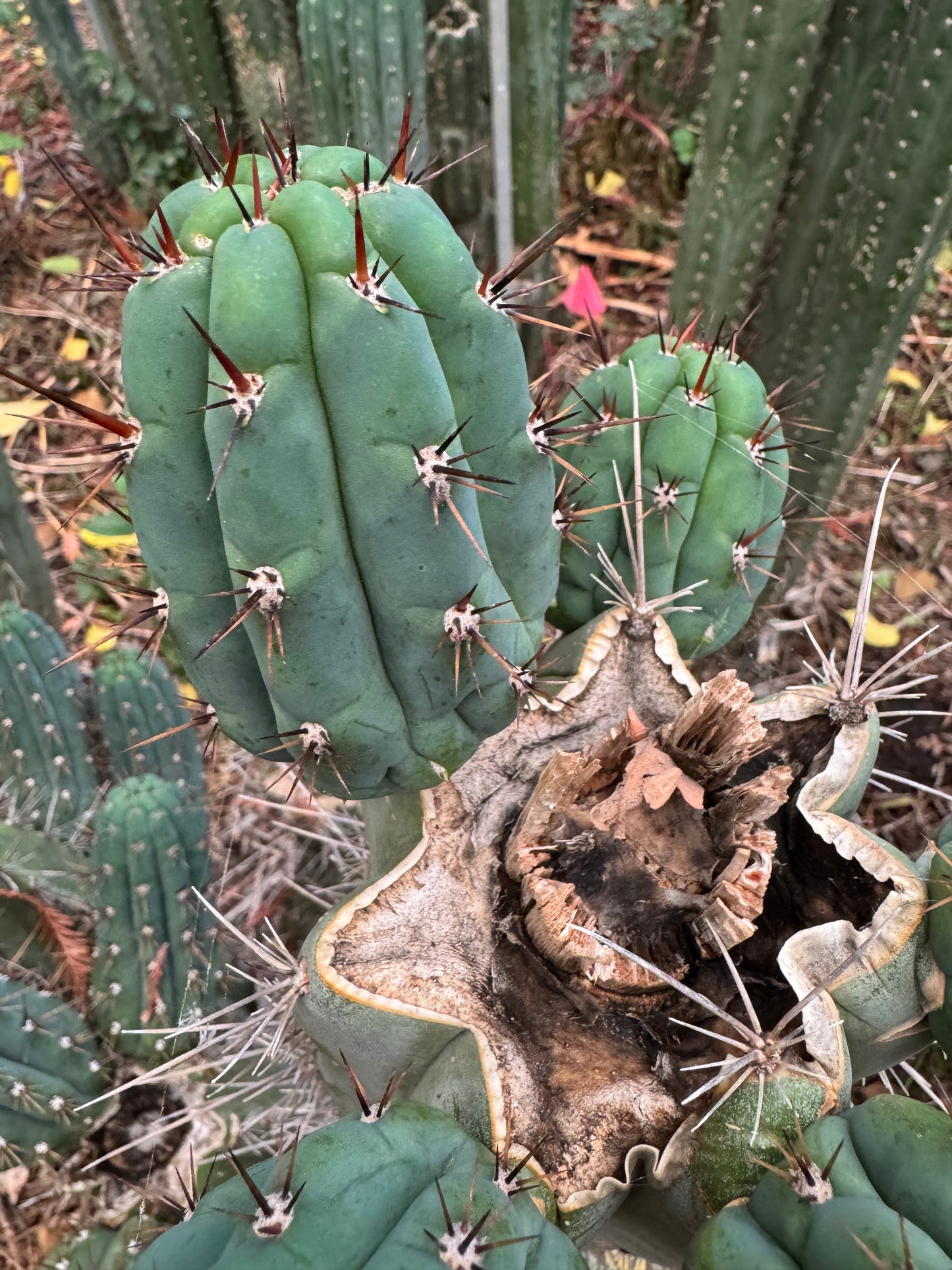 peru - Verne’s Cactus Kate KK242