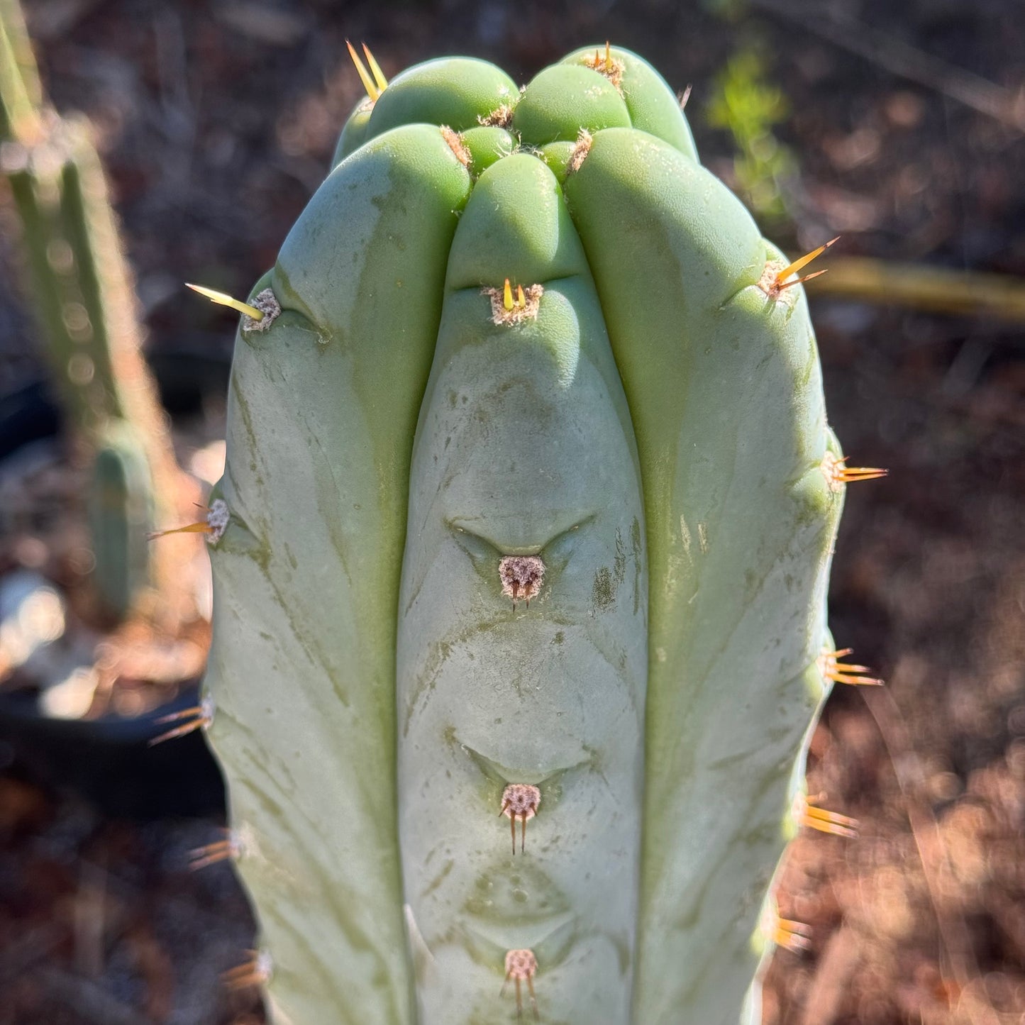 huanu - Poots