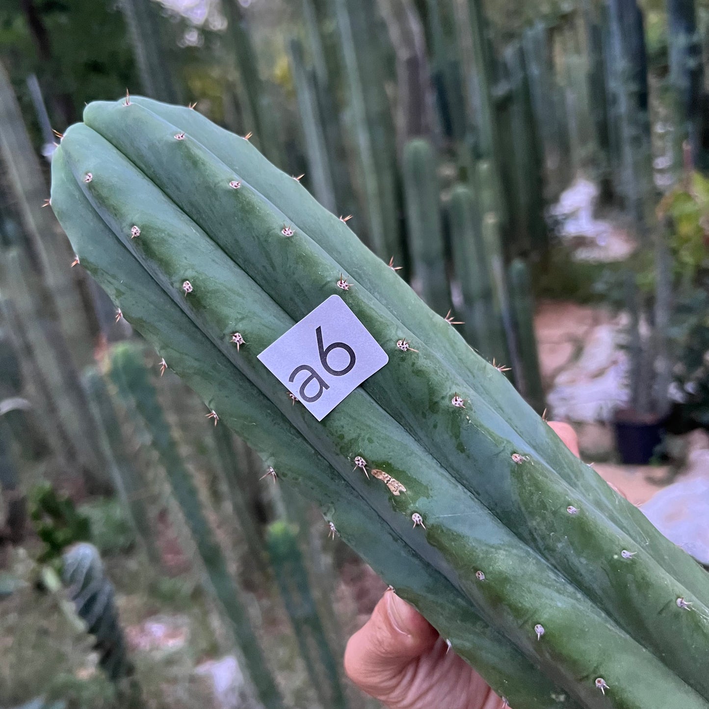Barbara’s J’s Giant