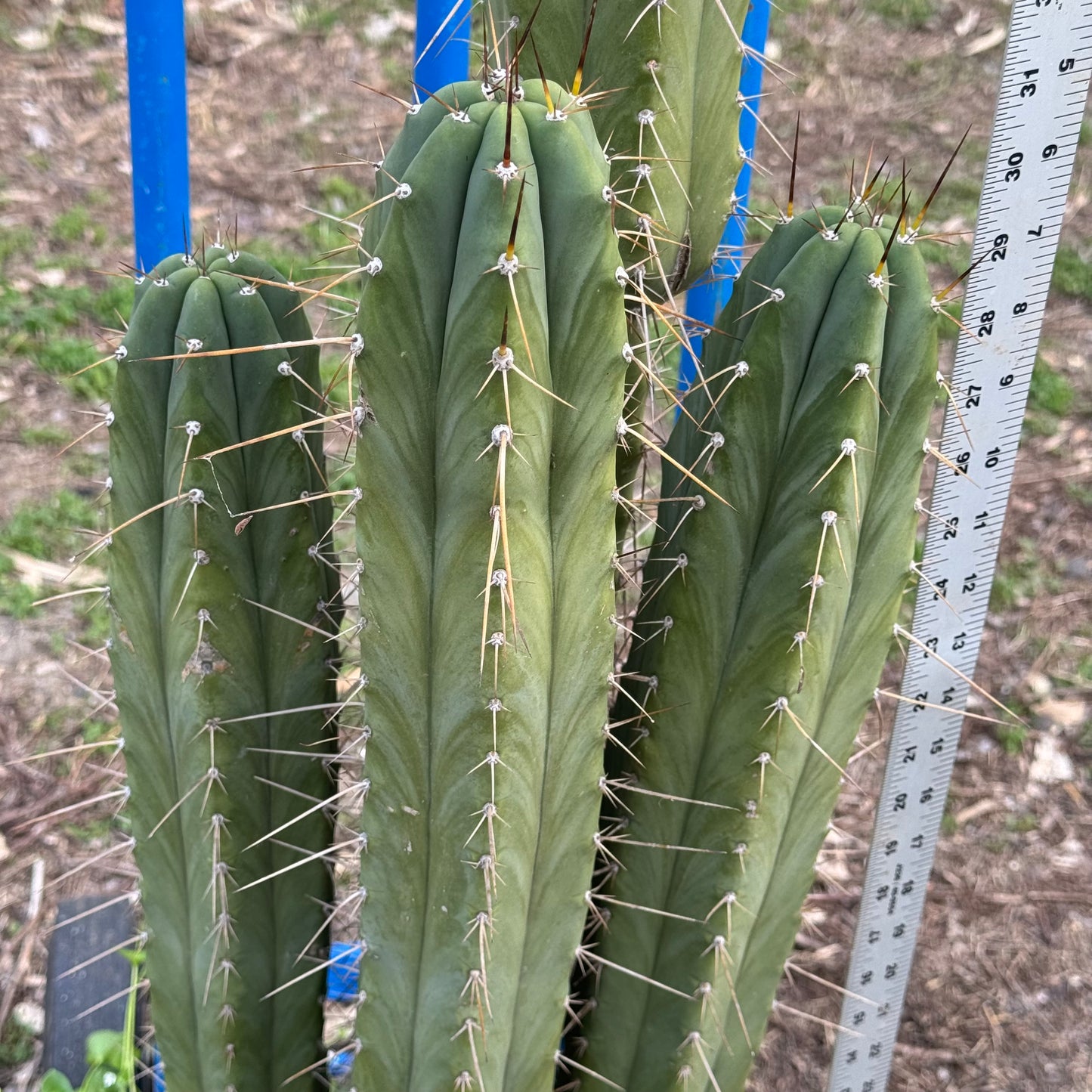 Vernes 2006 KK seeds- local pickup