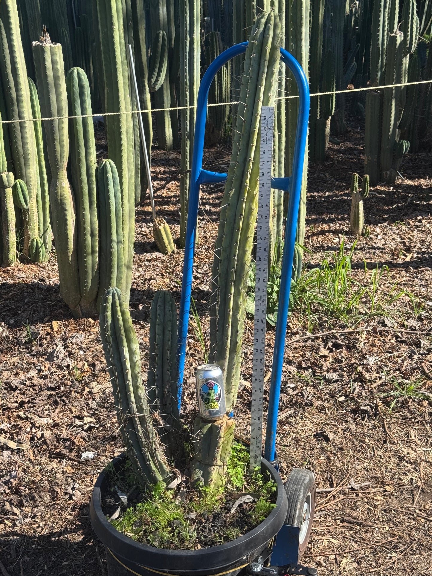 macro cactus plant