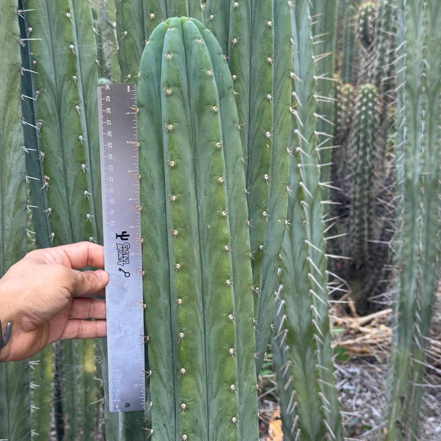 Verne’s Fastest - local pickup