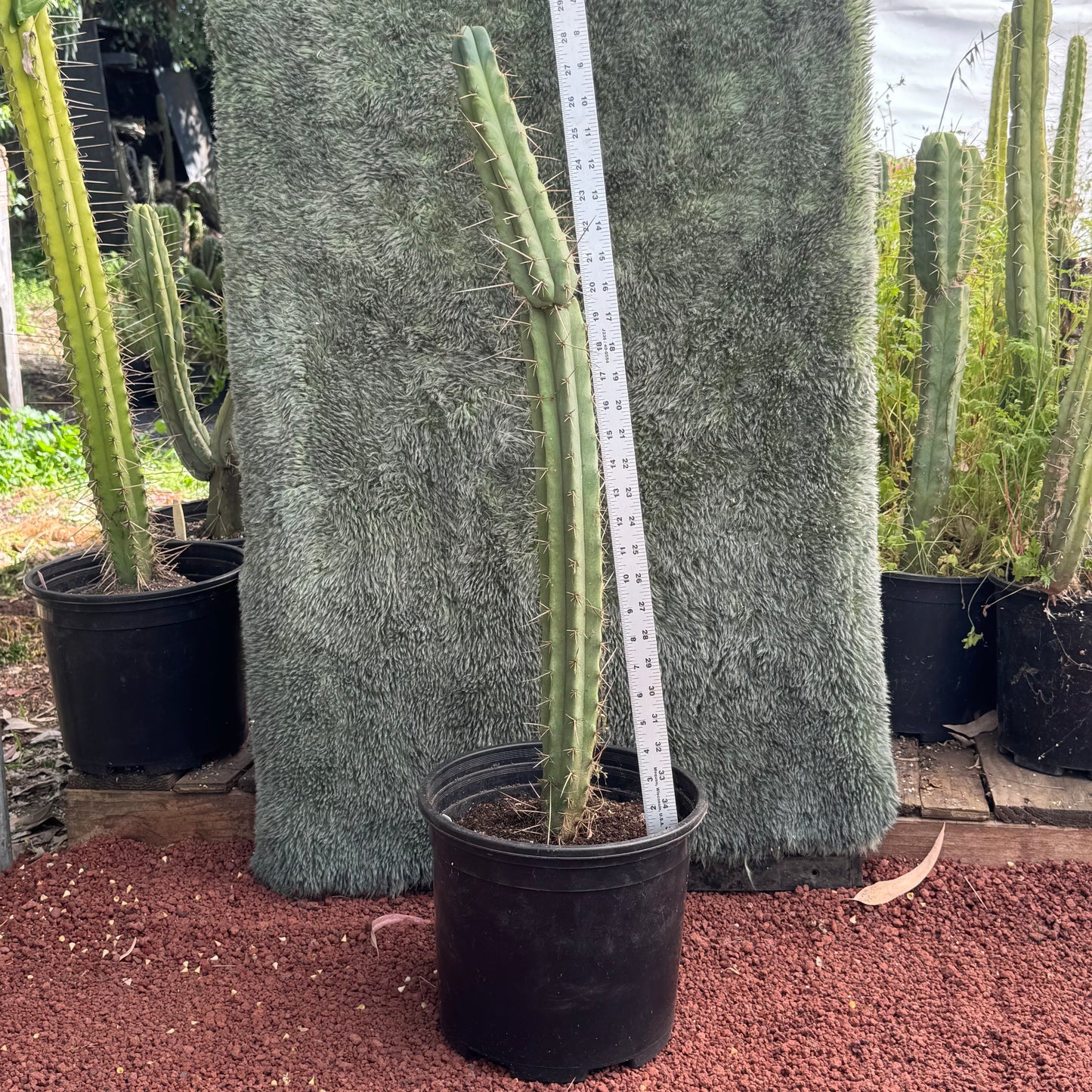 (Super P. x psycho0) x SS02 - local pickup