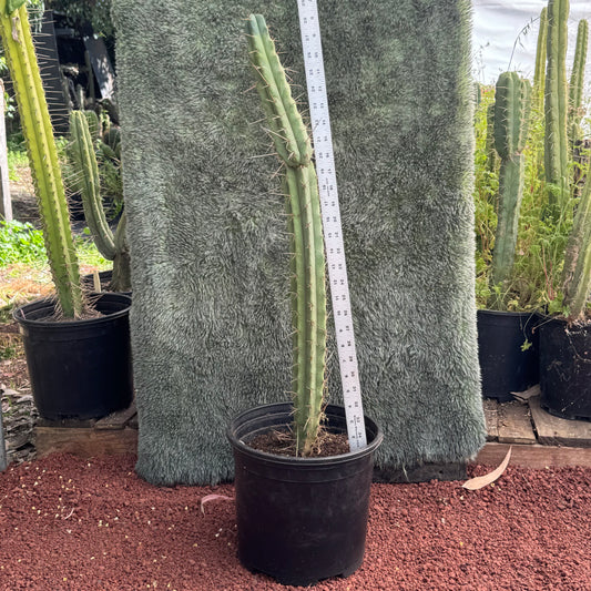 (Super P. x psycho0) x SS02 - local pickup