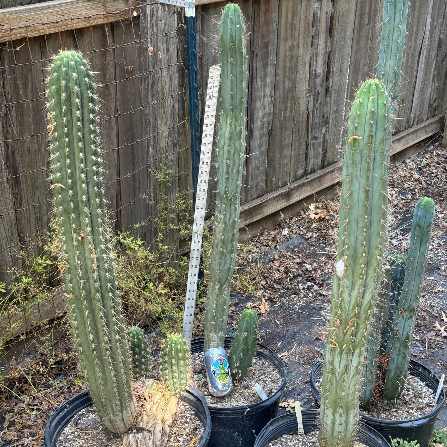 Ben x Anna - local pickup