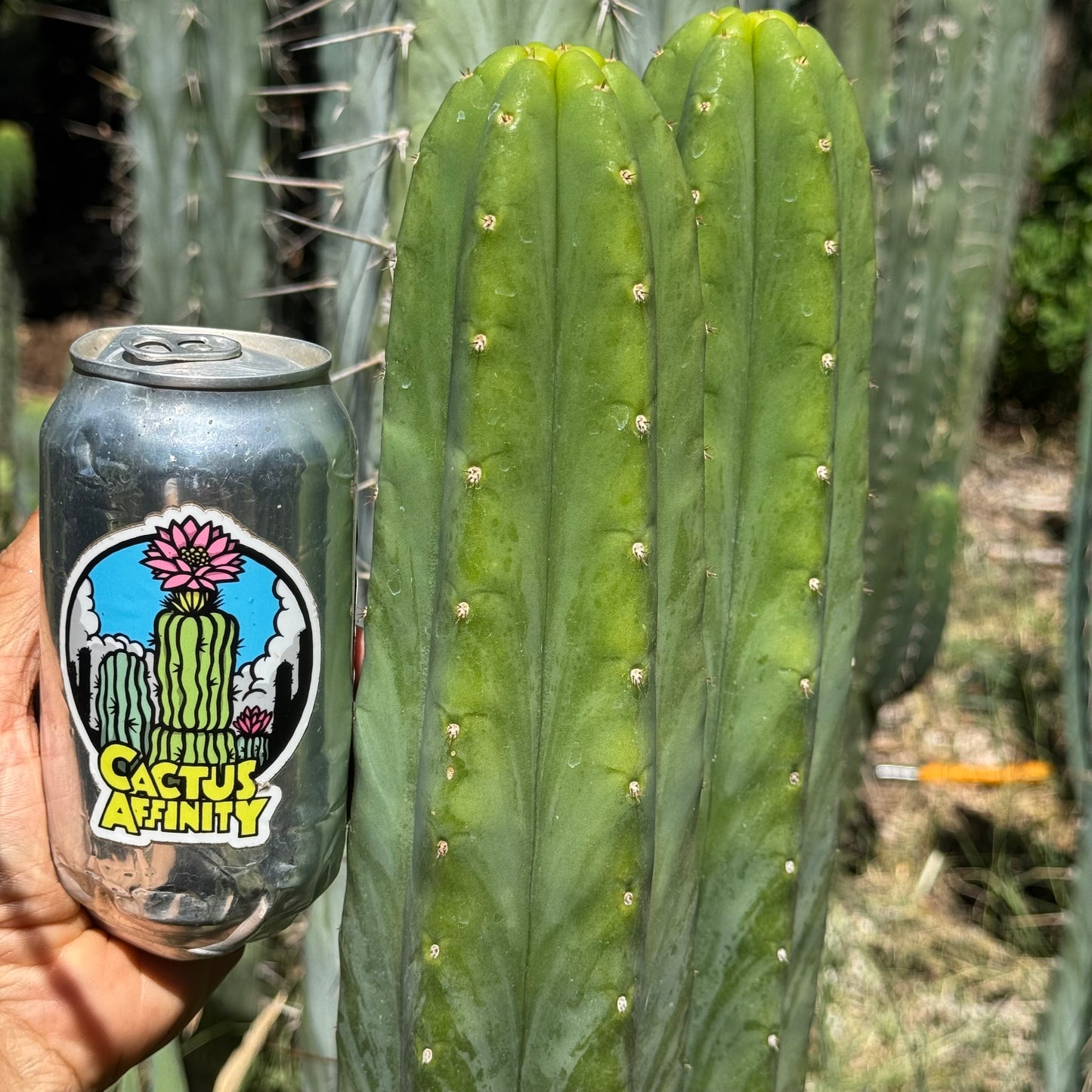 Ayacucho Star