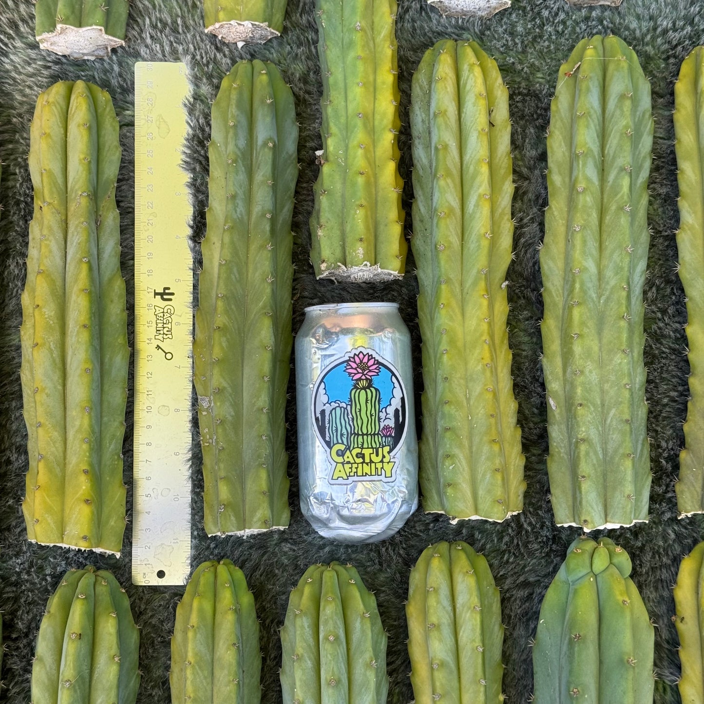 Verne's Cactus Kate pach