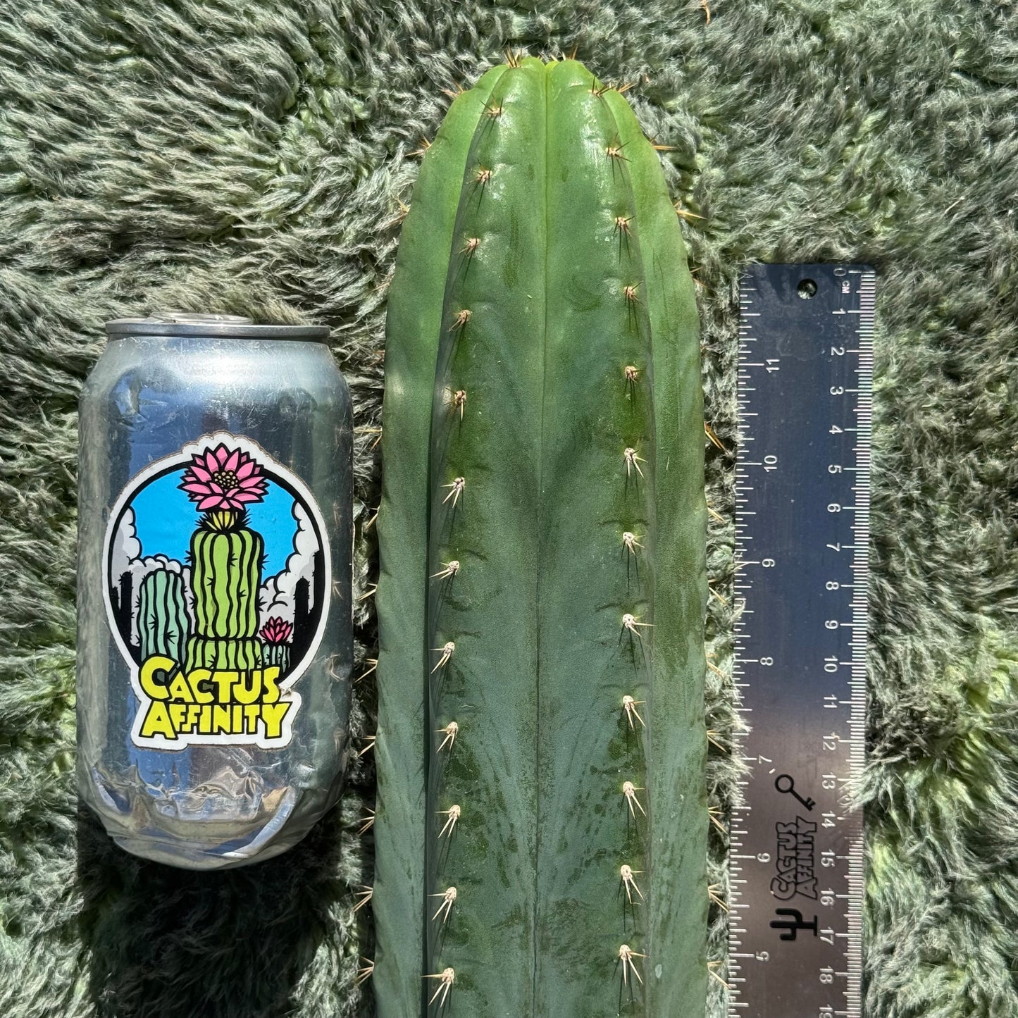 Matucana ‘Julio’