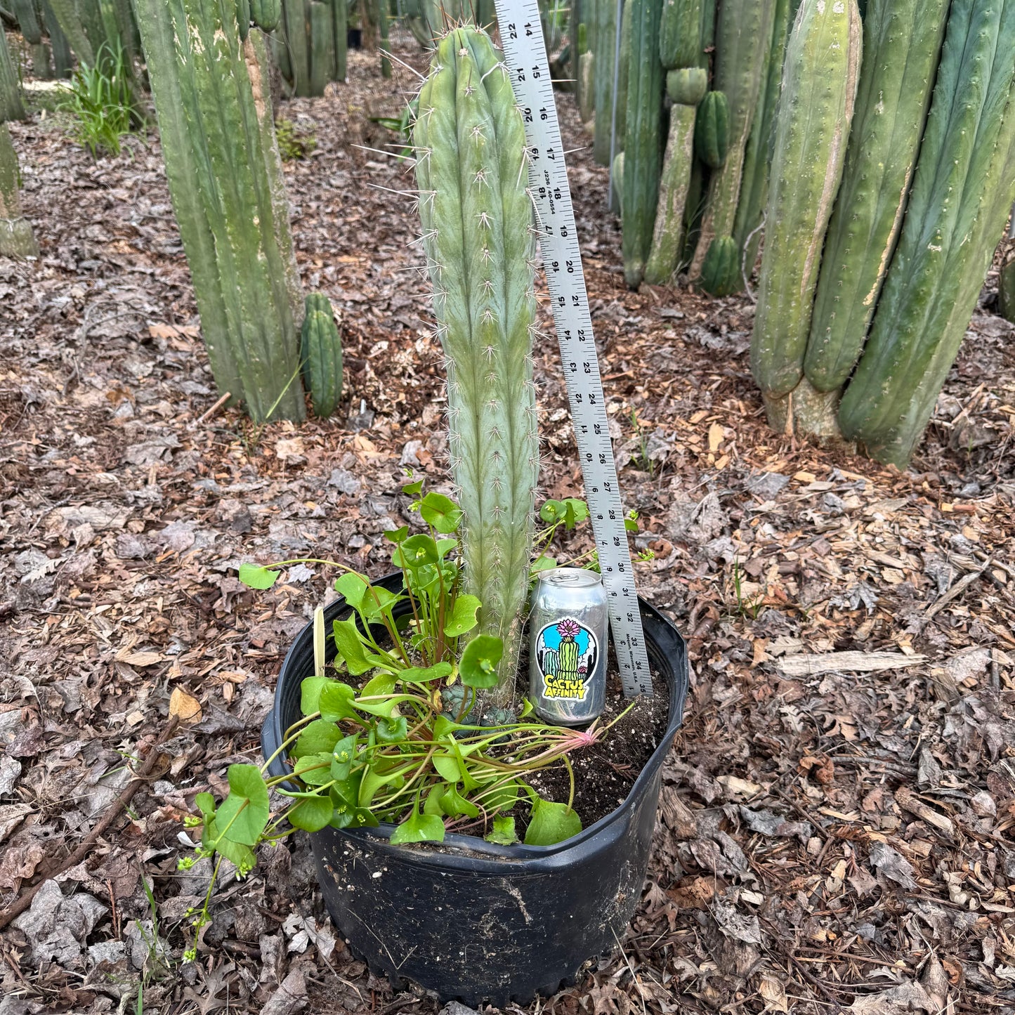 Los Gentiles - local pickup