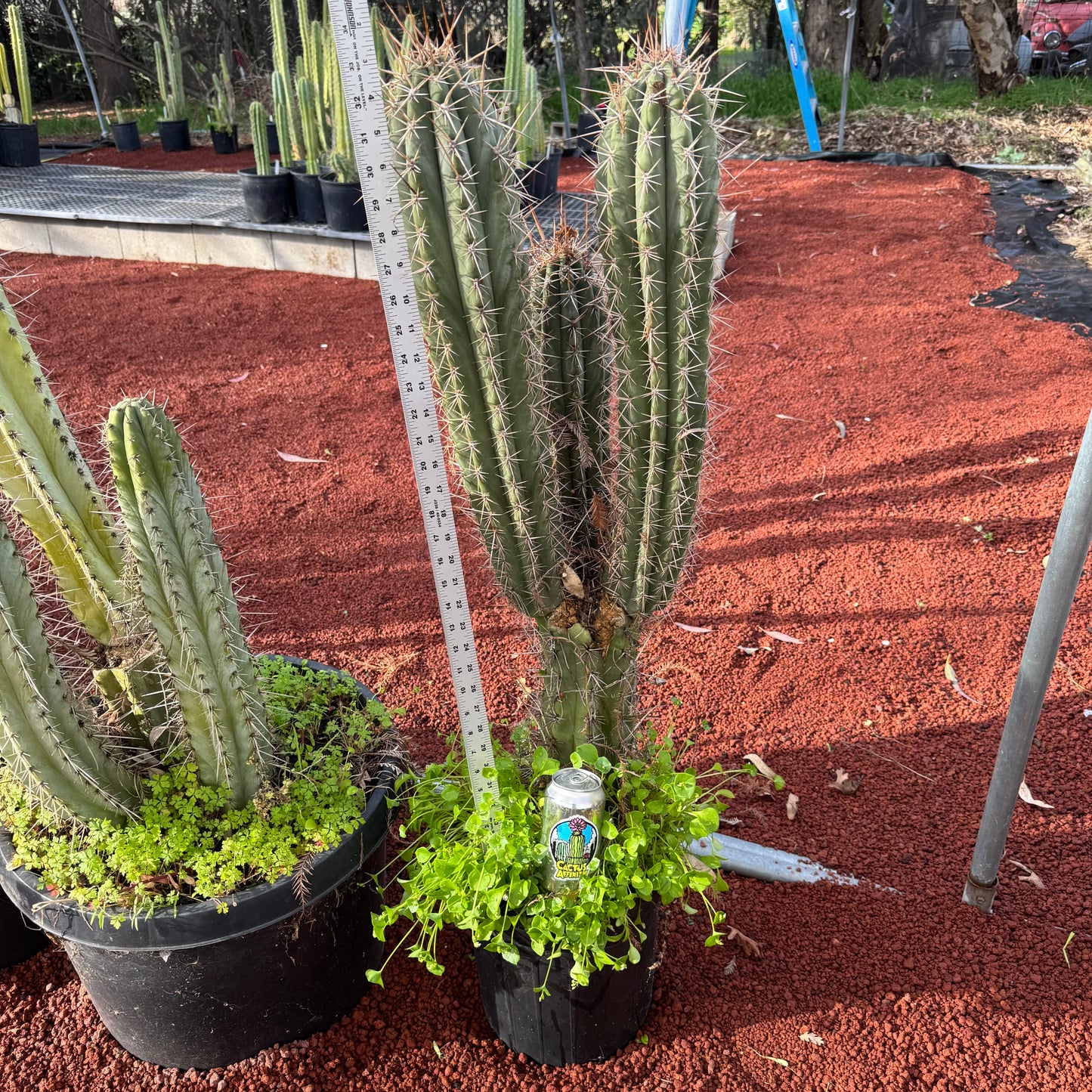 werdermannianus - local pickup