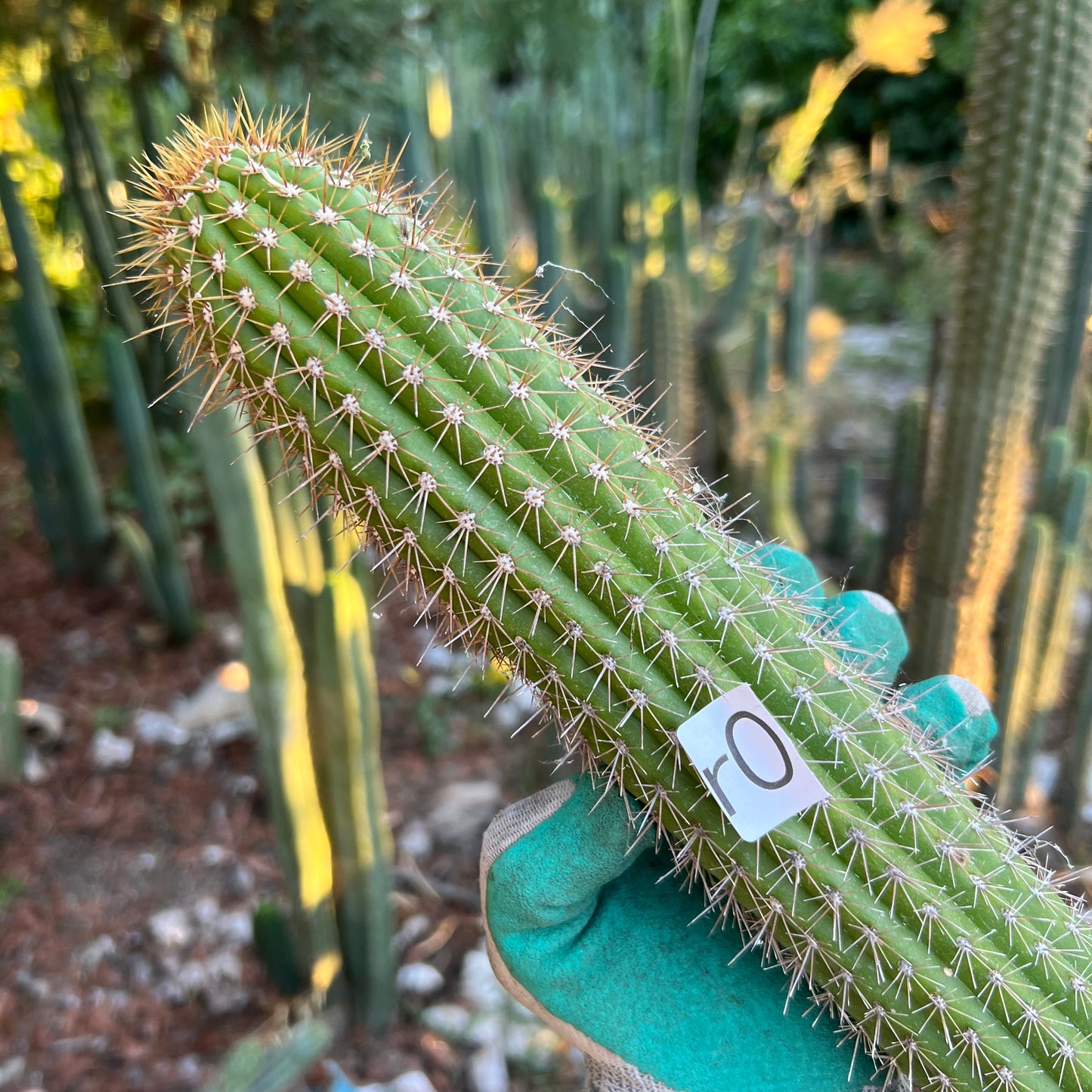 spachianus