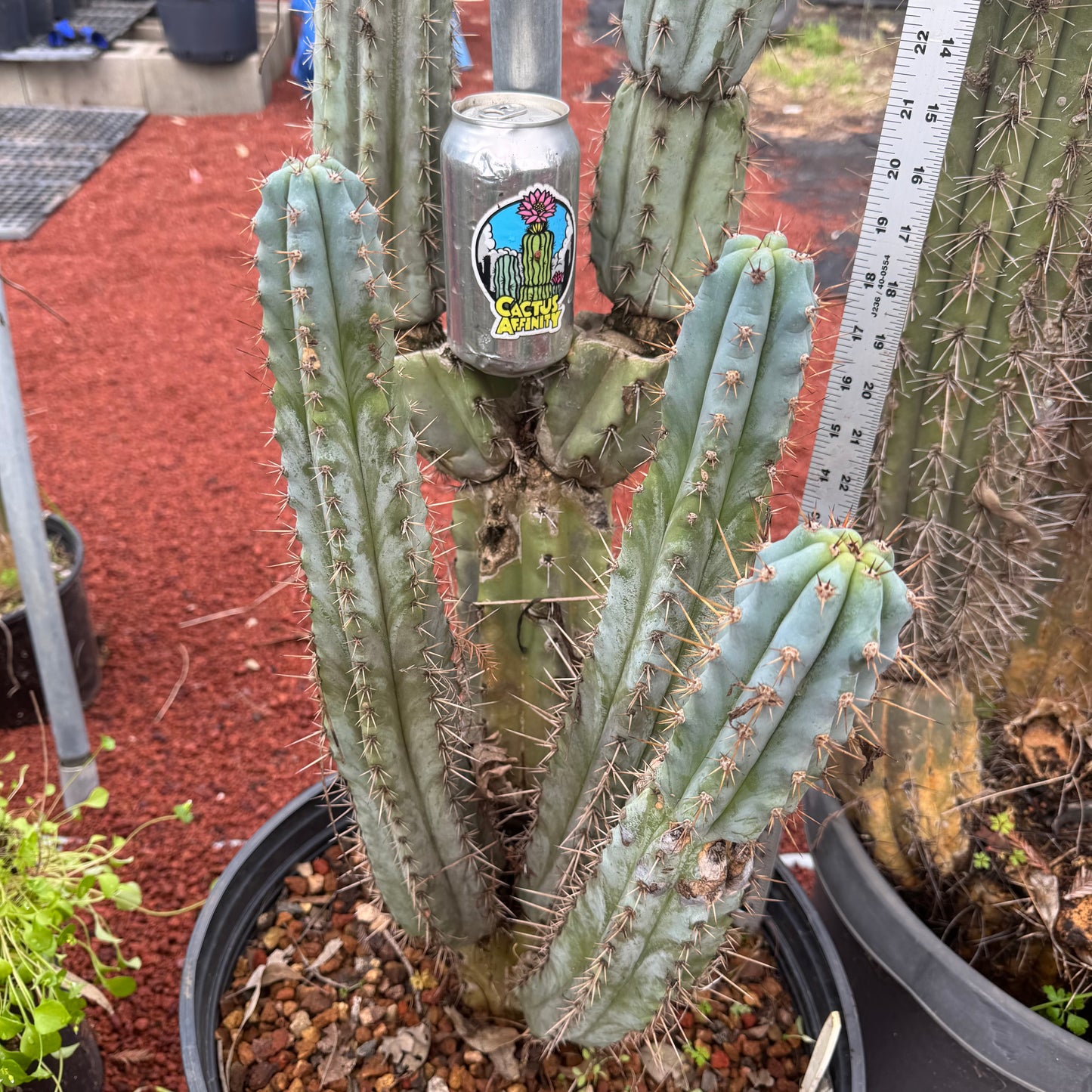 Verne’s Glaucus - local pickup