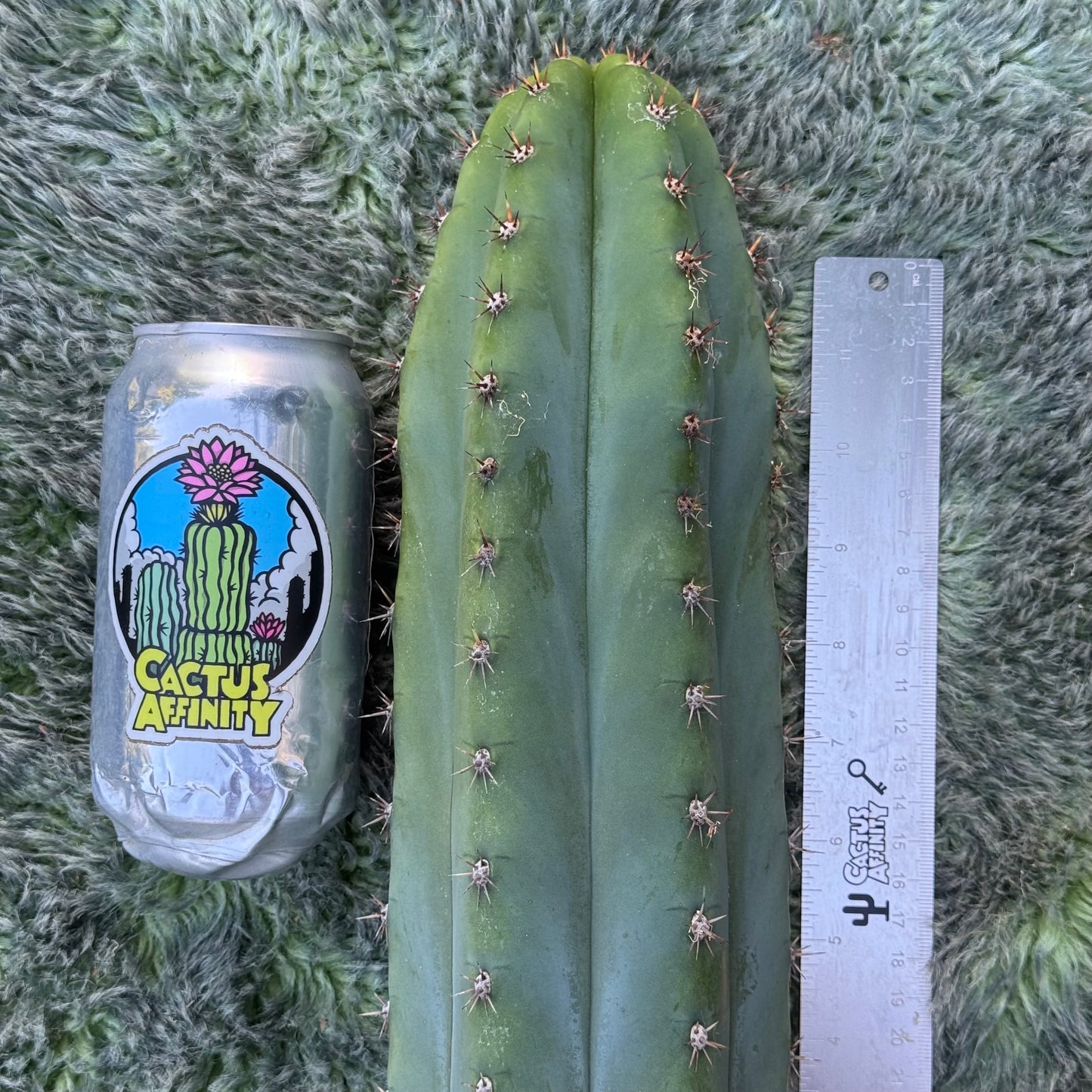 Bogan