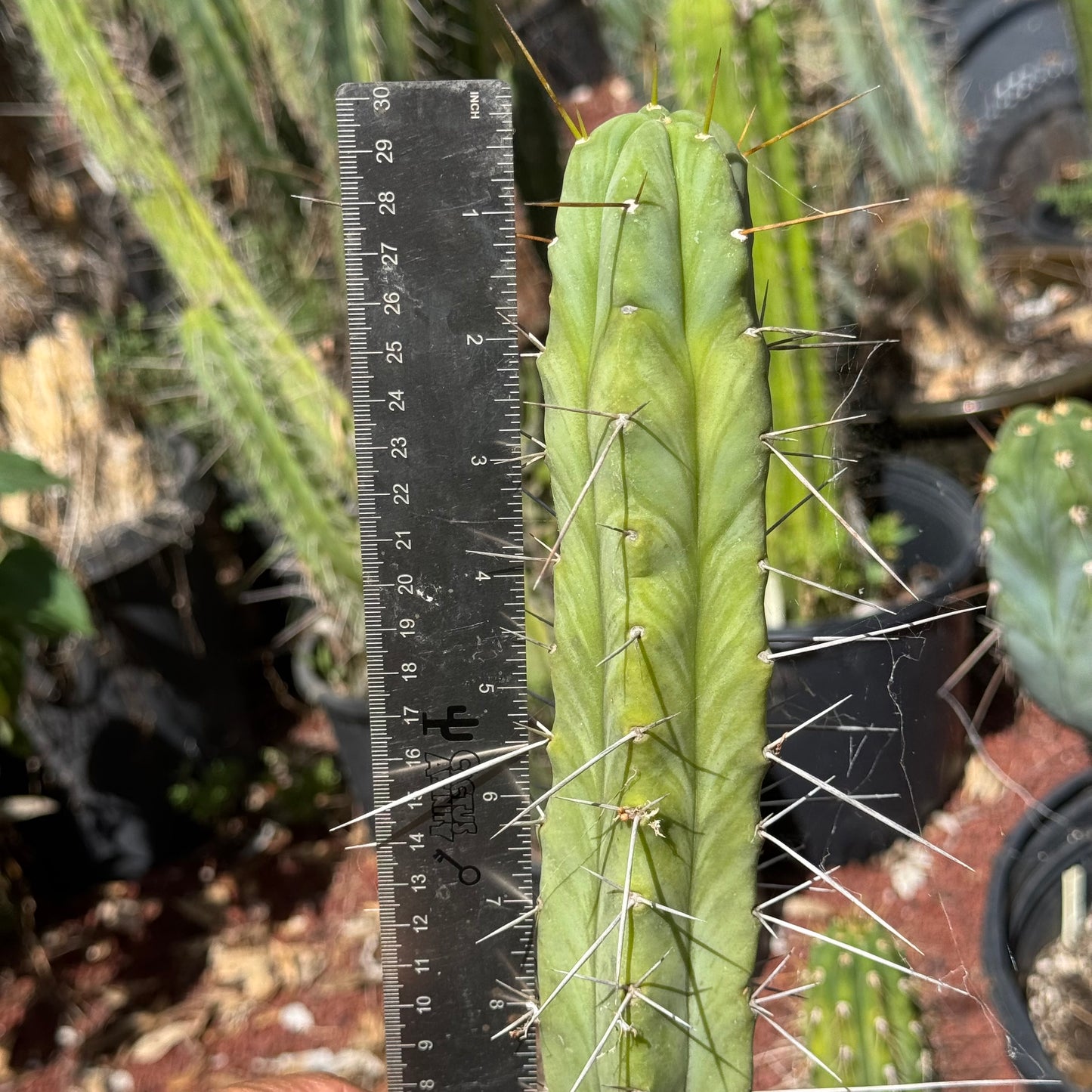 WSS bridgesii
