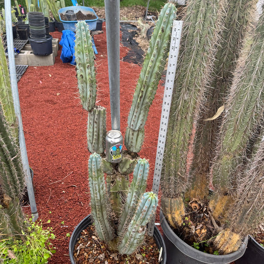 Verne’s Glaucus - local pickup