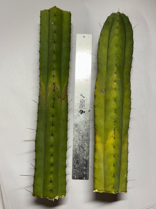 bulk box of cactuses