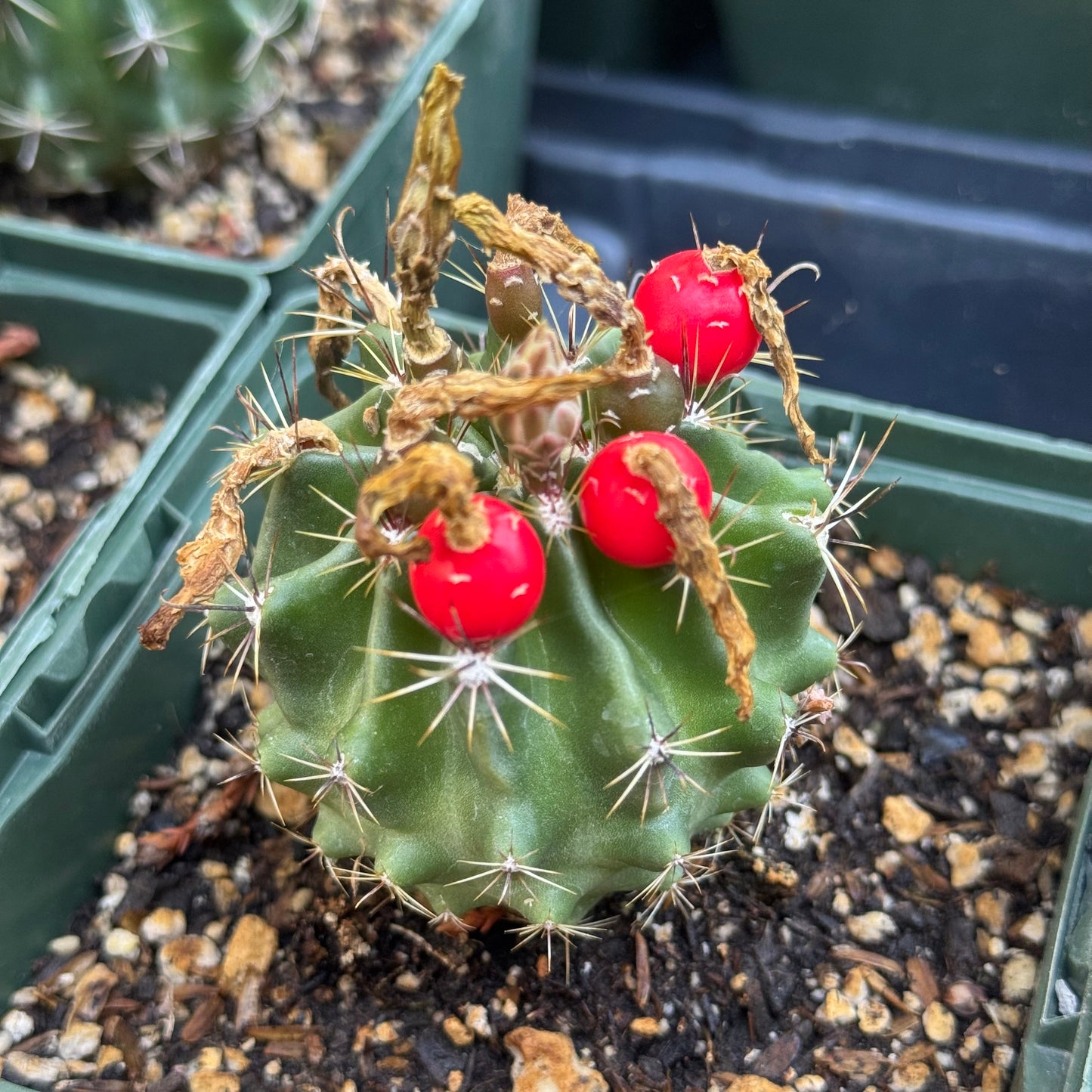 Thelocactus setispinus