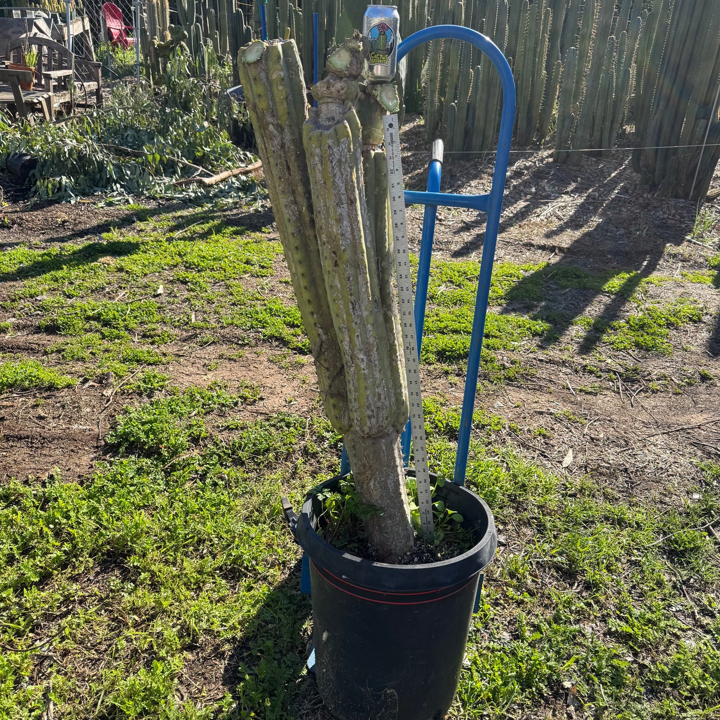 Verne’s Fastest - local pickup