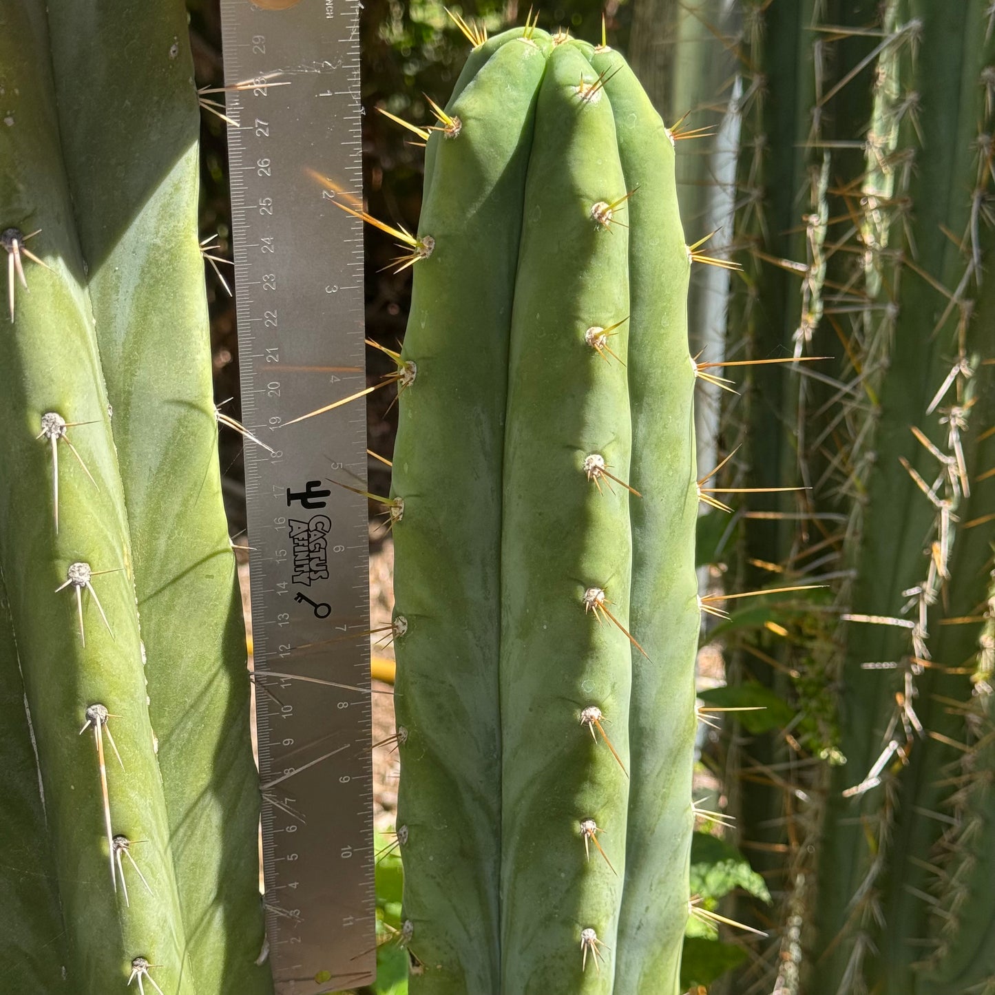 huanu JS84