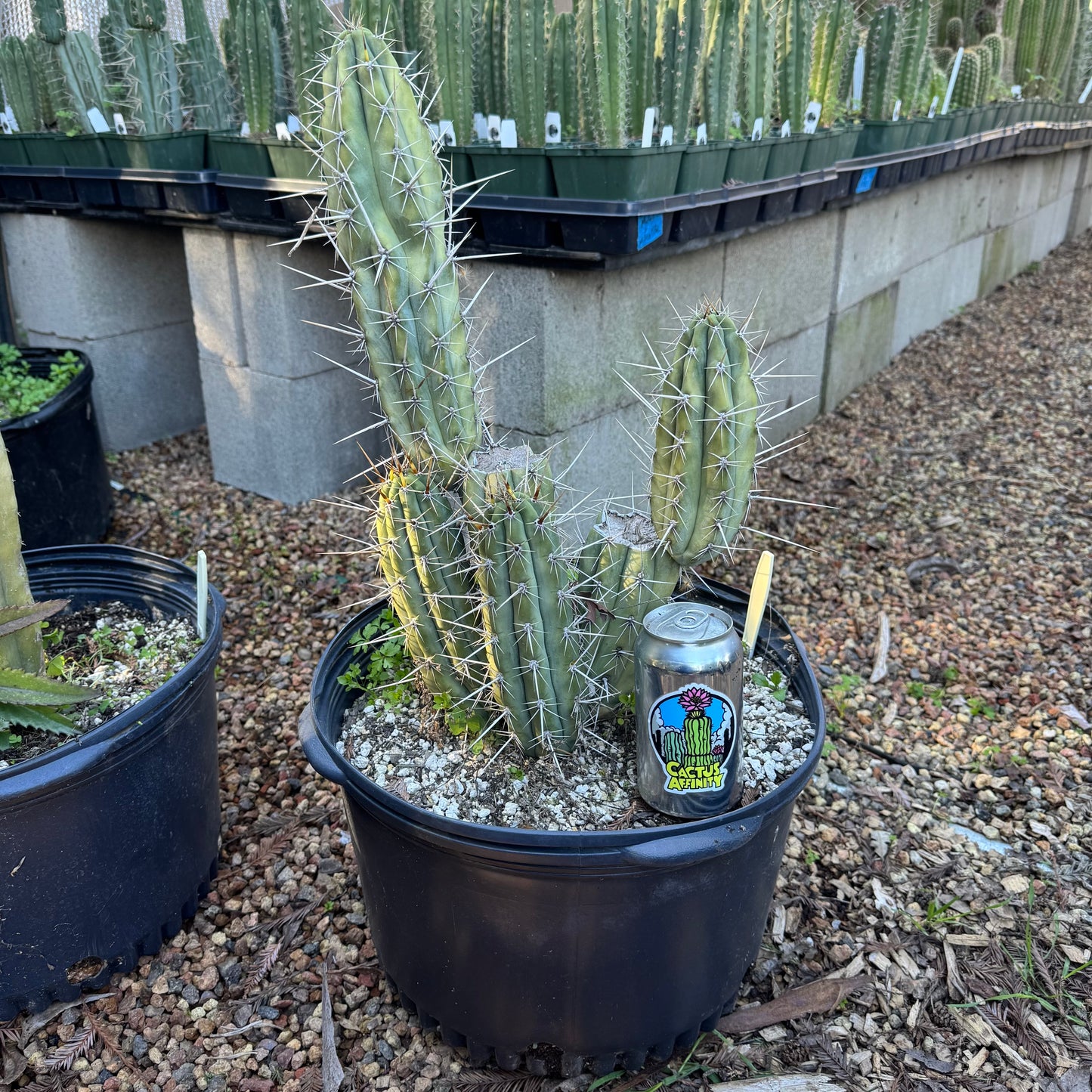 cuzco from Henrietta’s Nursery - local pickup