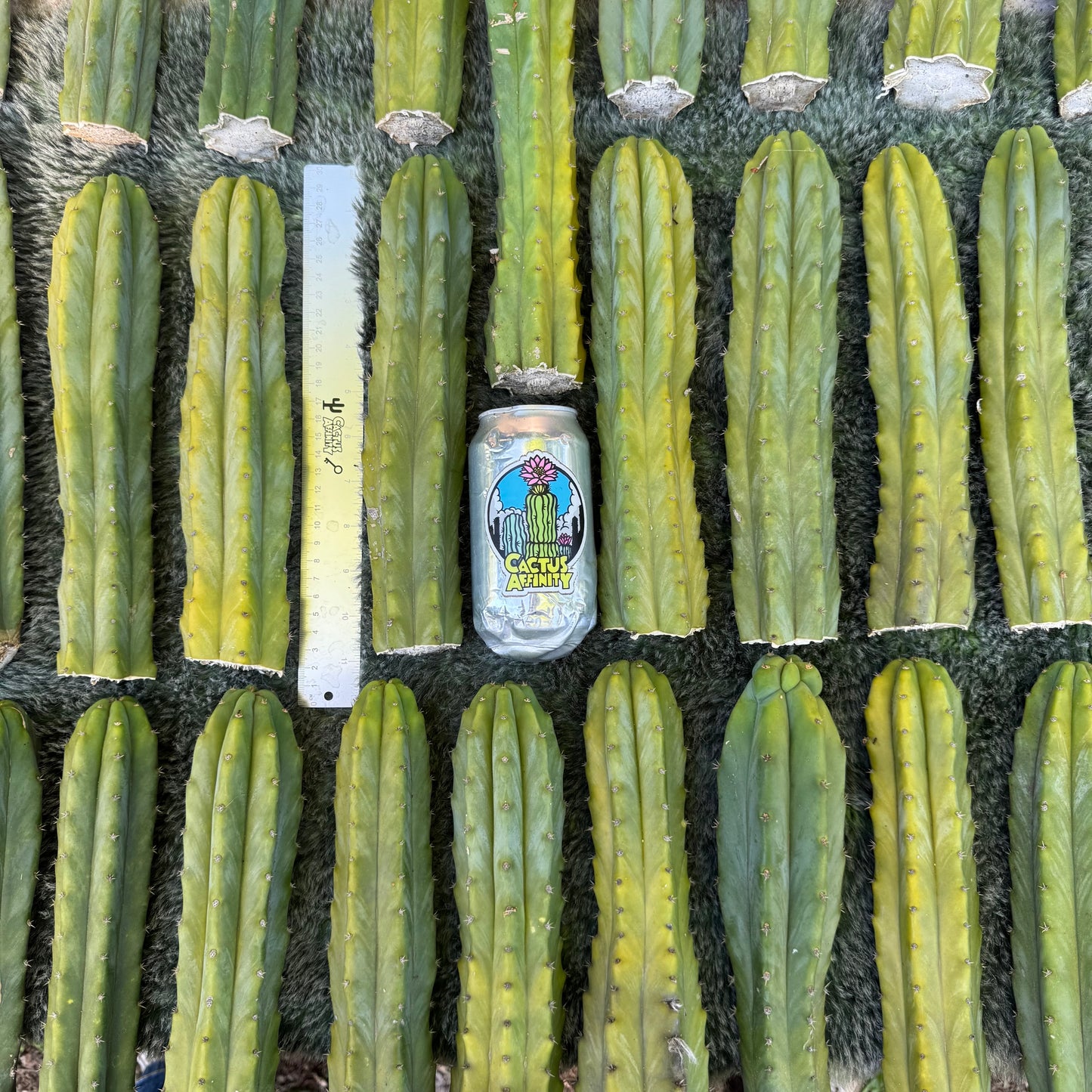 Verne's Cactus Kate pach